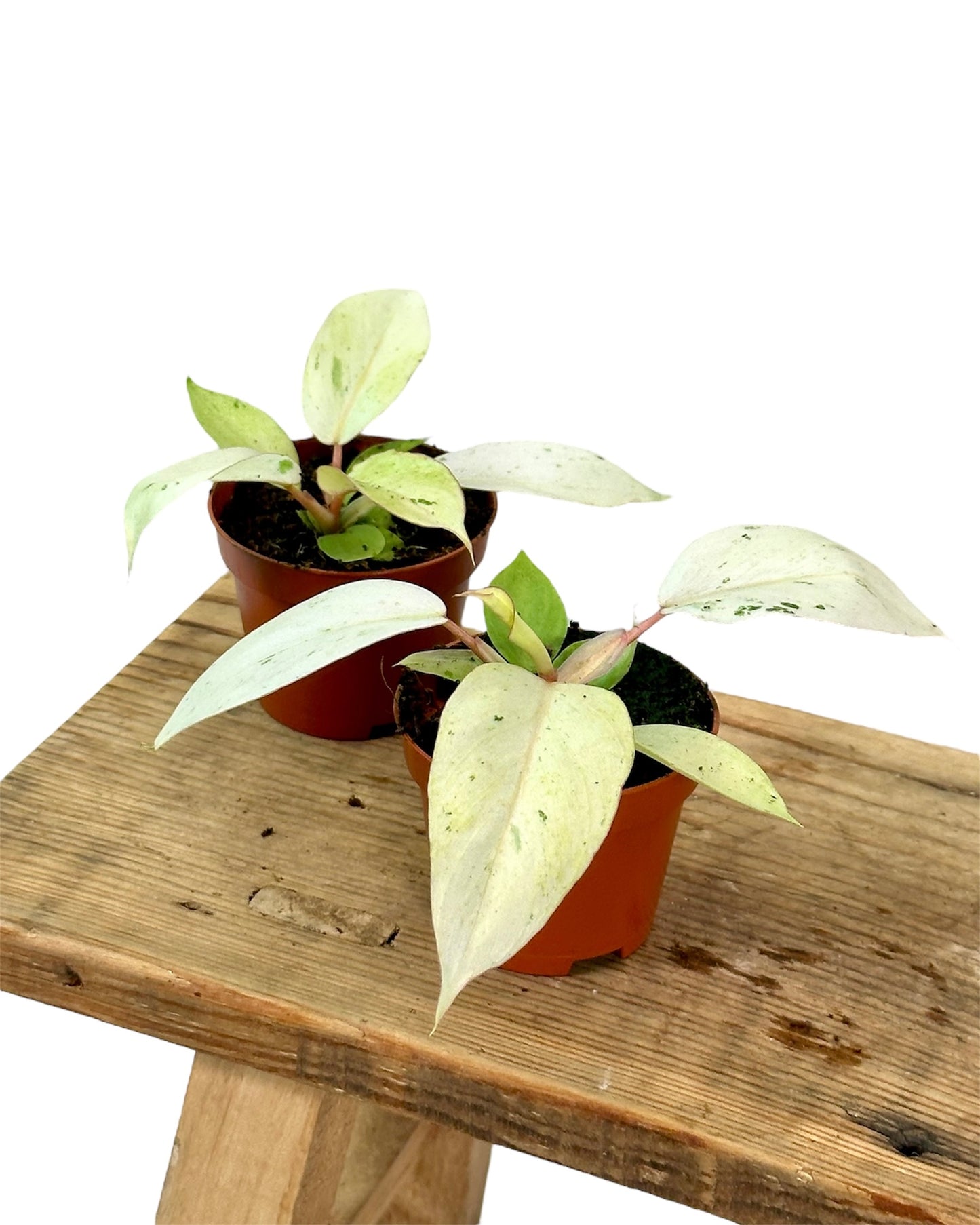 Philodendron Snowdrift - Baby plant