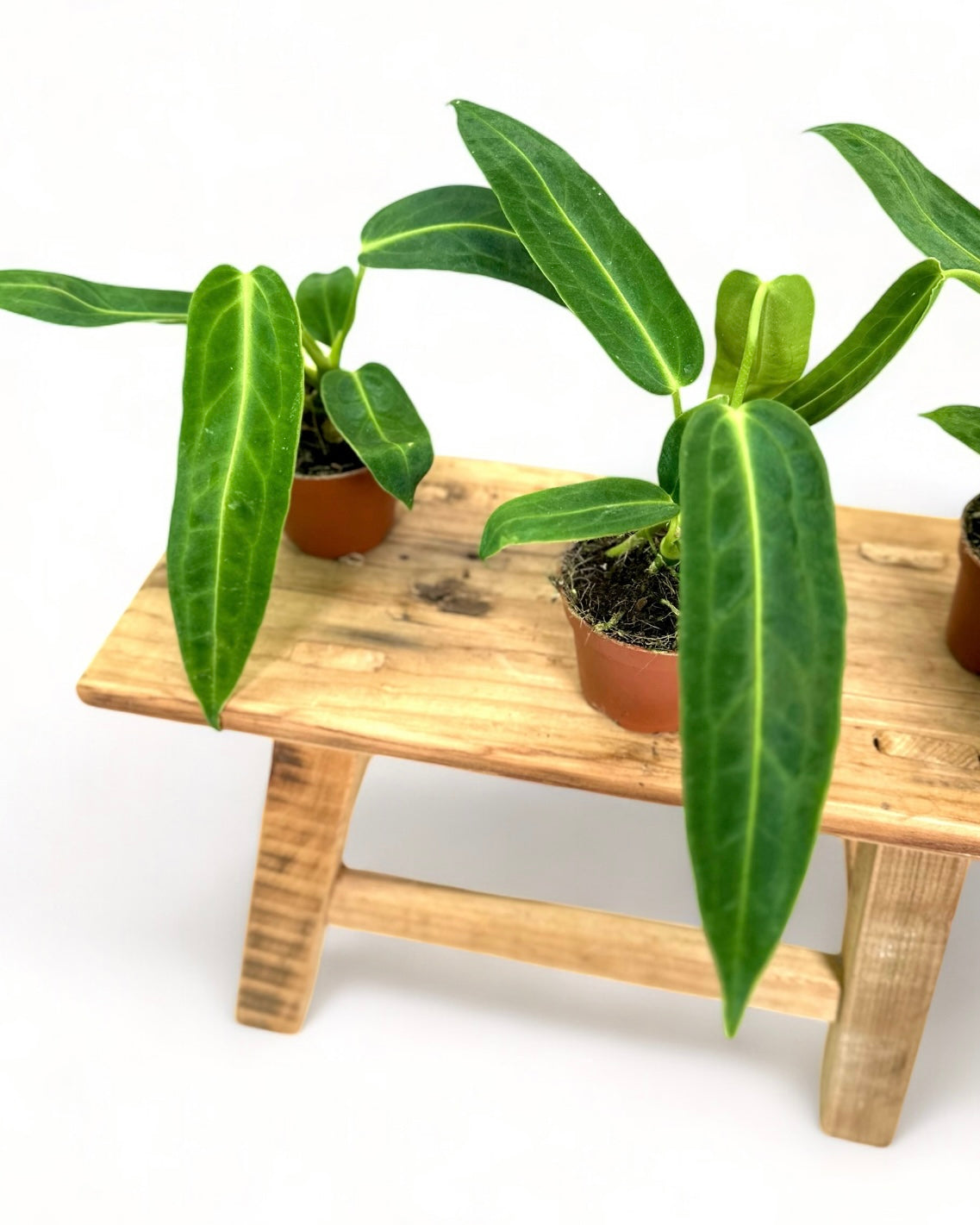 Anthurium Warocqueanum - Baby plant