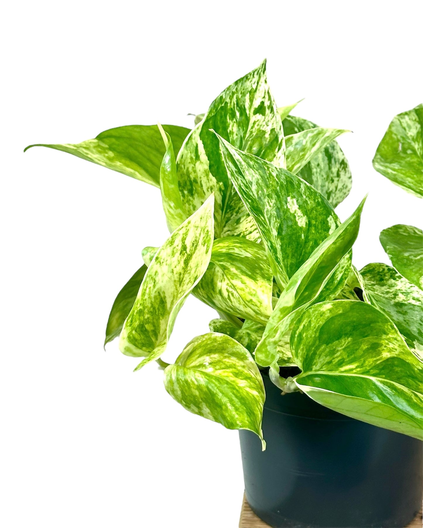 Epipremnum Marble Queen