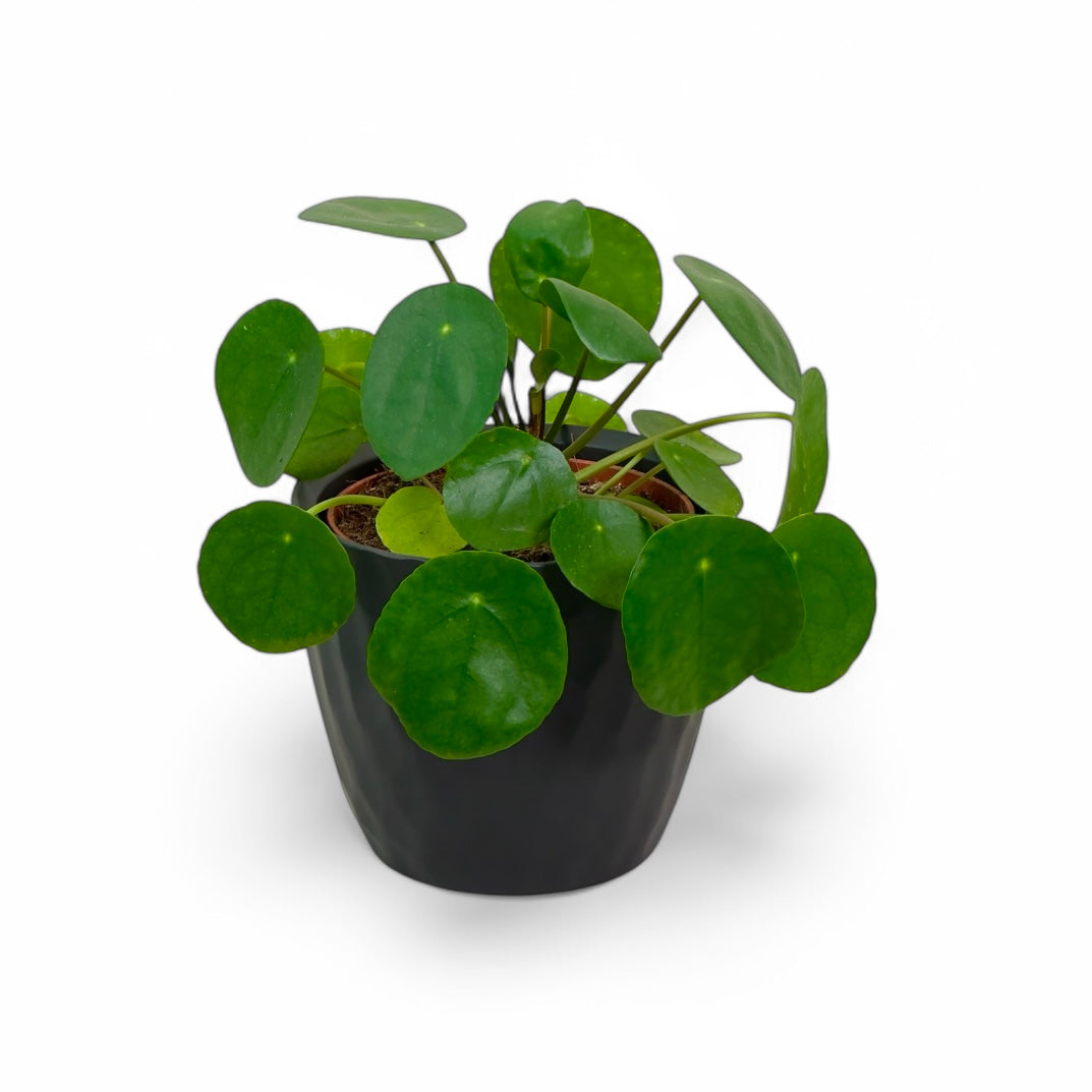 Cache-pot 'Struktur' Ø13.5 cm