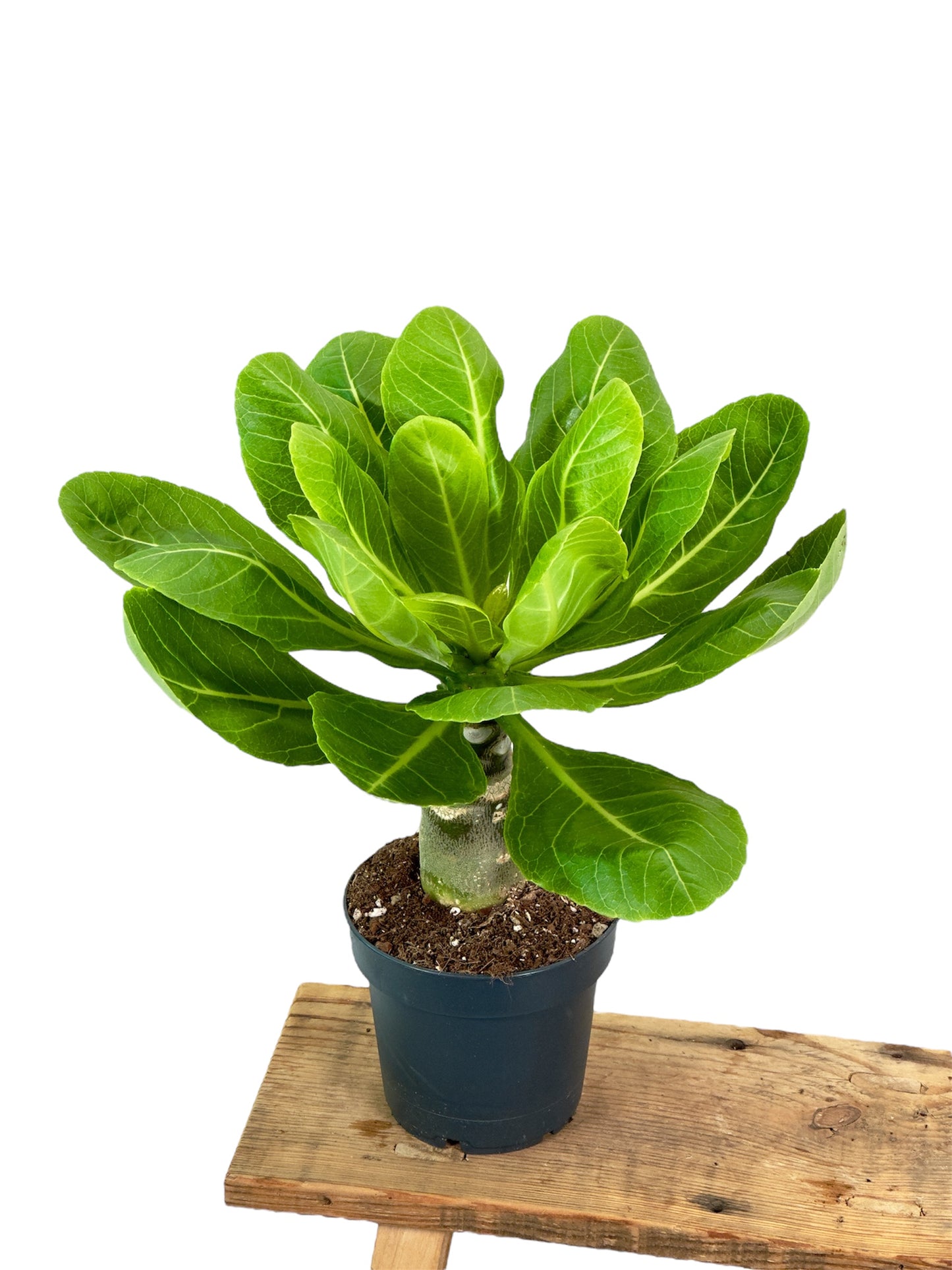 Brighamia insignis - Palmier de Hawaii