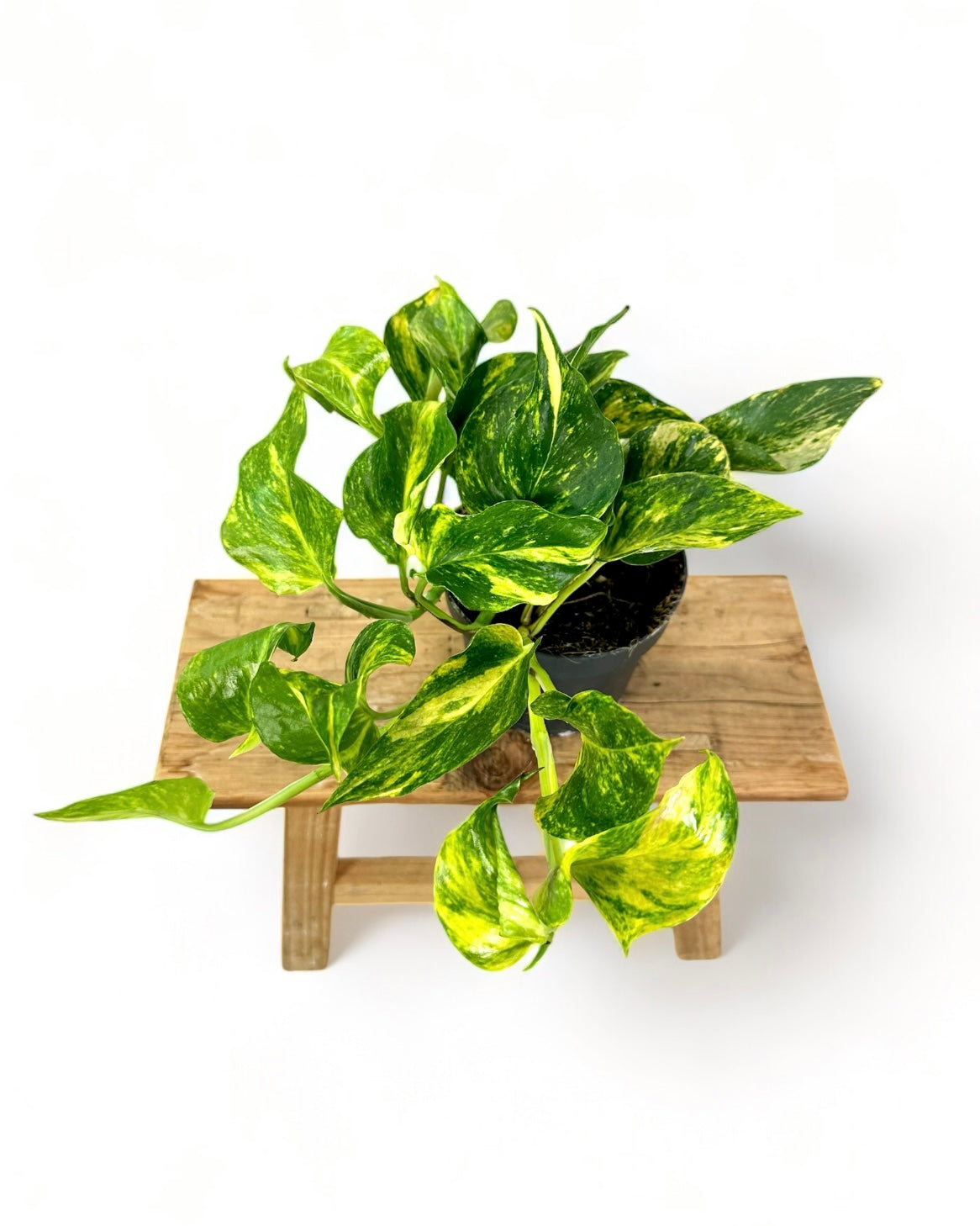 Epipremnum Aureum - Pothos Aureum