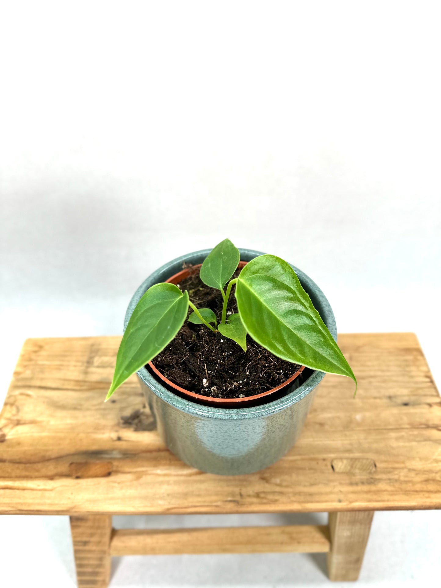 Anthurium Veitchii