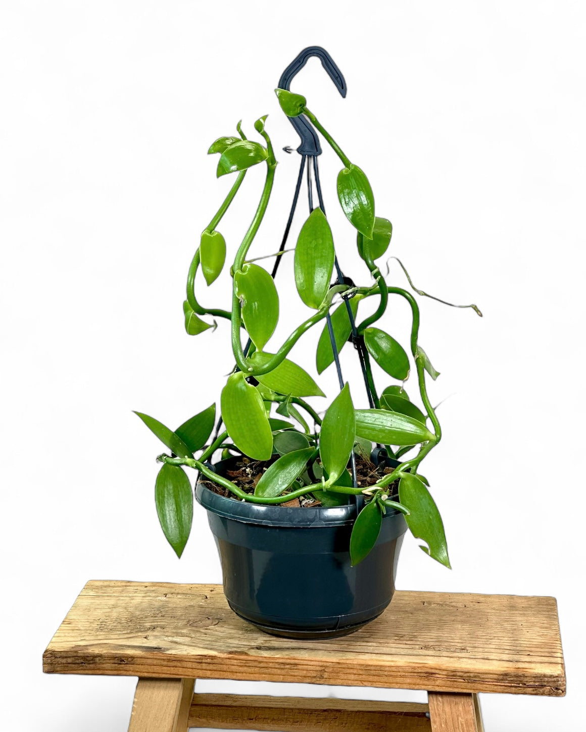 Plante de vanille ''Vanilla Planifolia'' - suspension