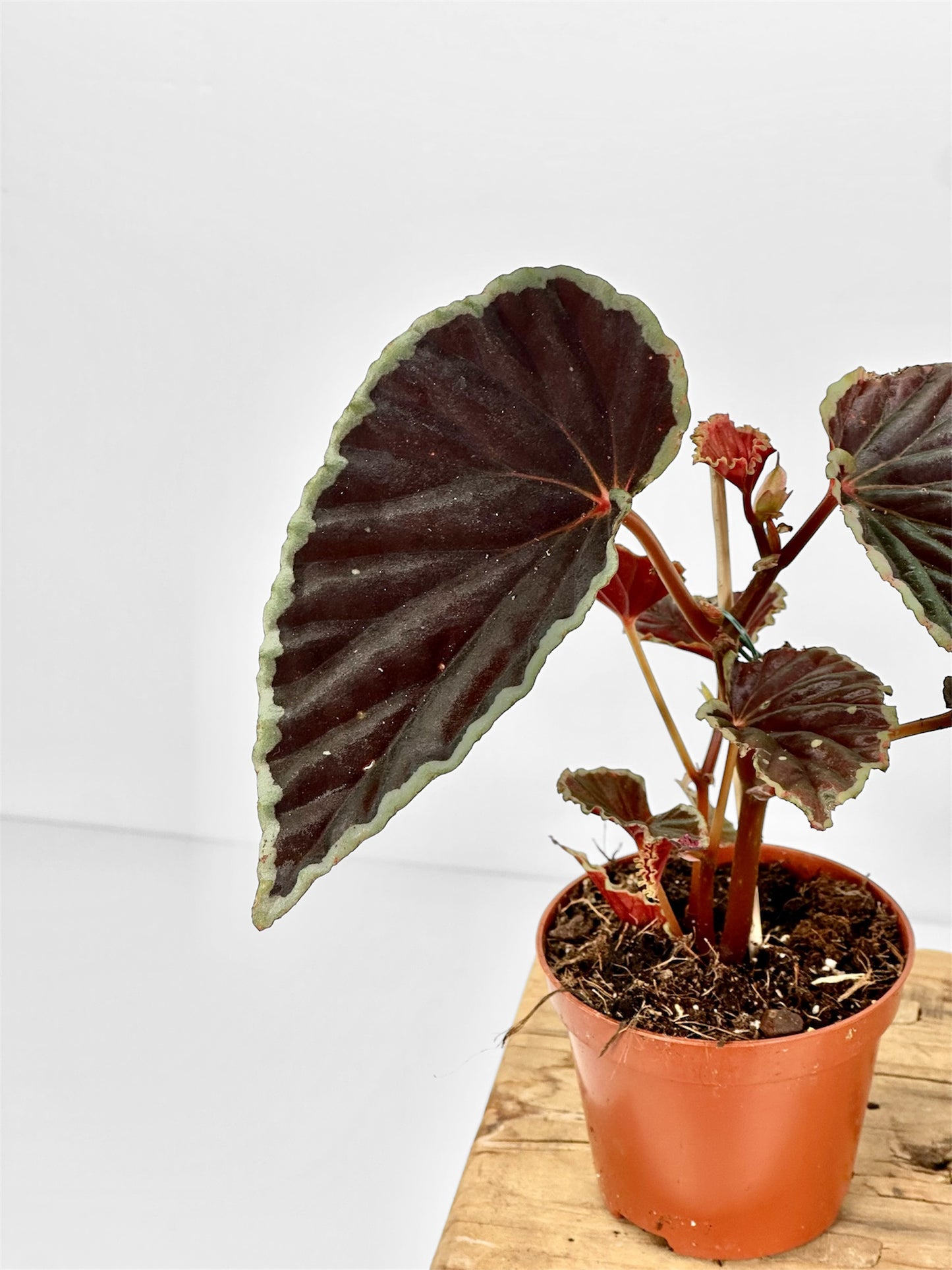 Begonia Darthvaderiana Green Spot