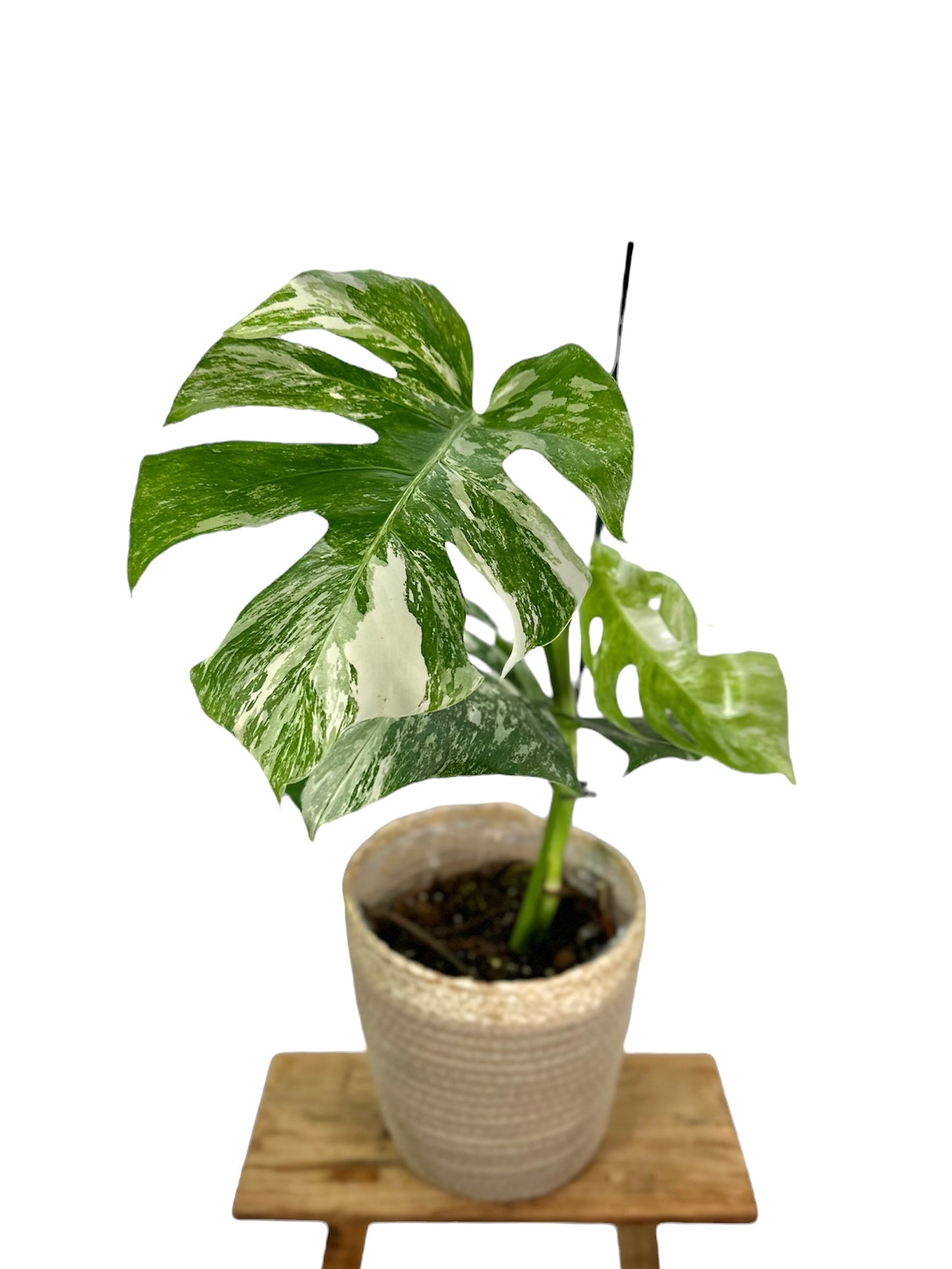 Monstera Borsigiana variegata 1005