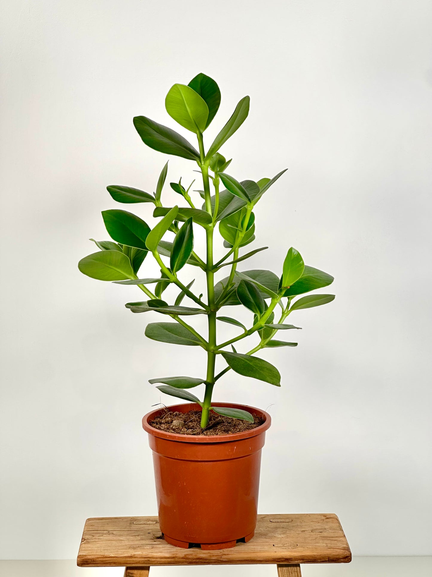 Clusia Rosea