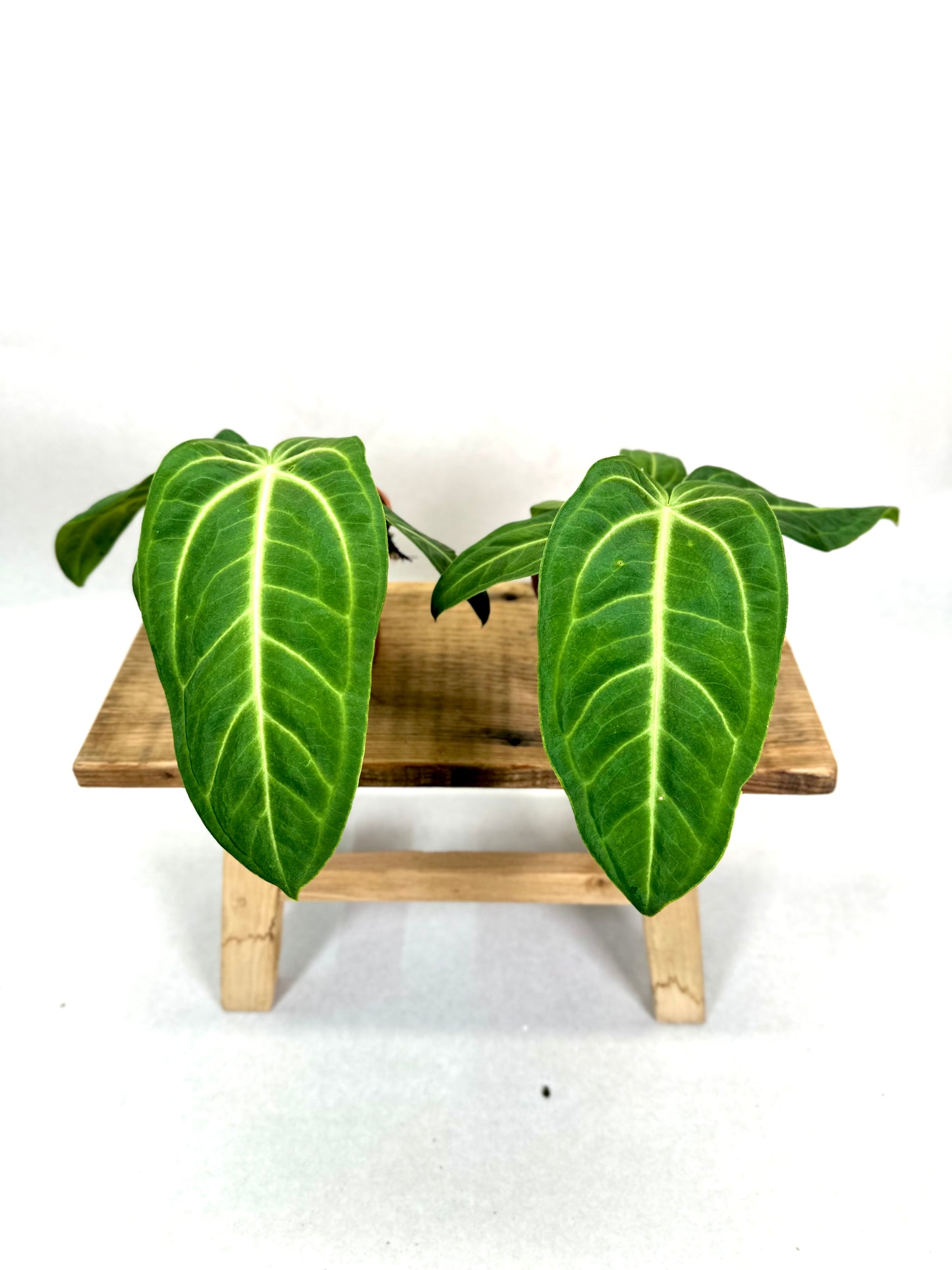 Anthurium Villeanaorum