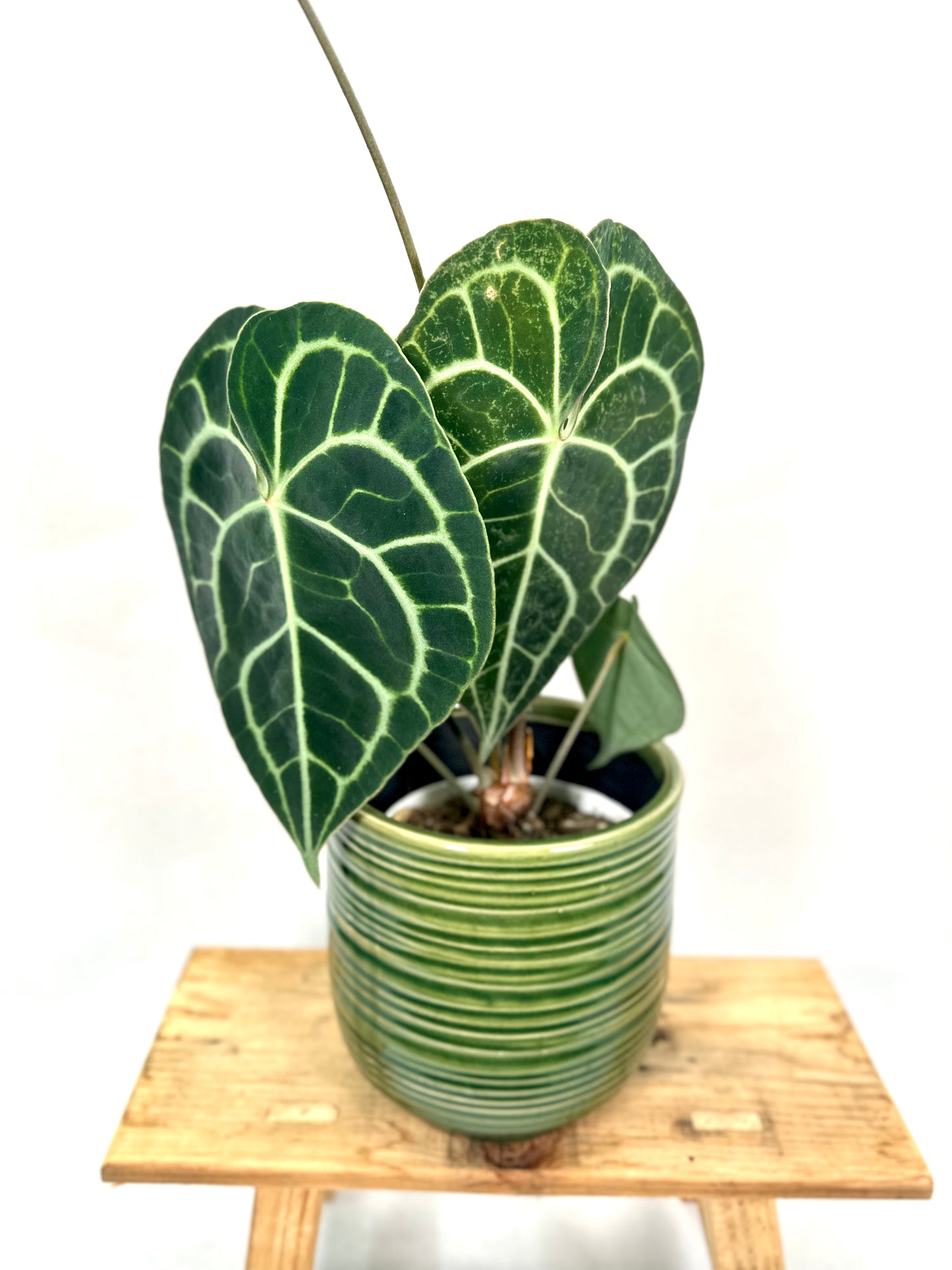 Anthurium Clarinervium