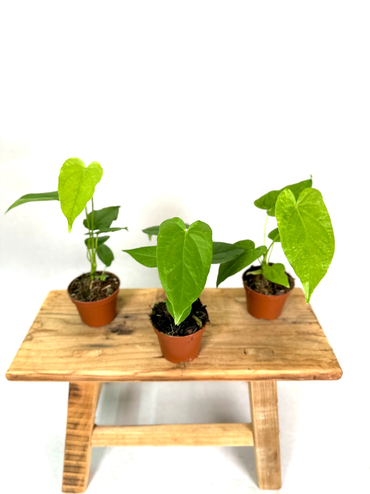Anthurium Balaoanum - Baby plant