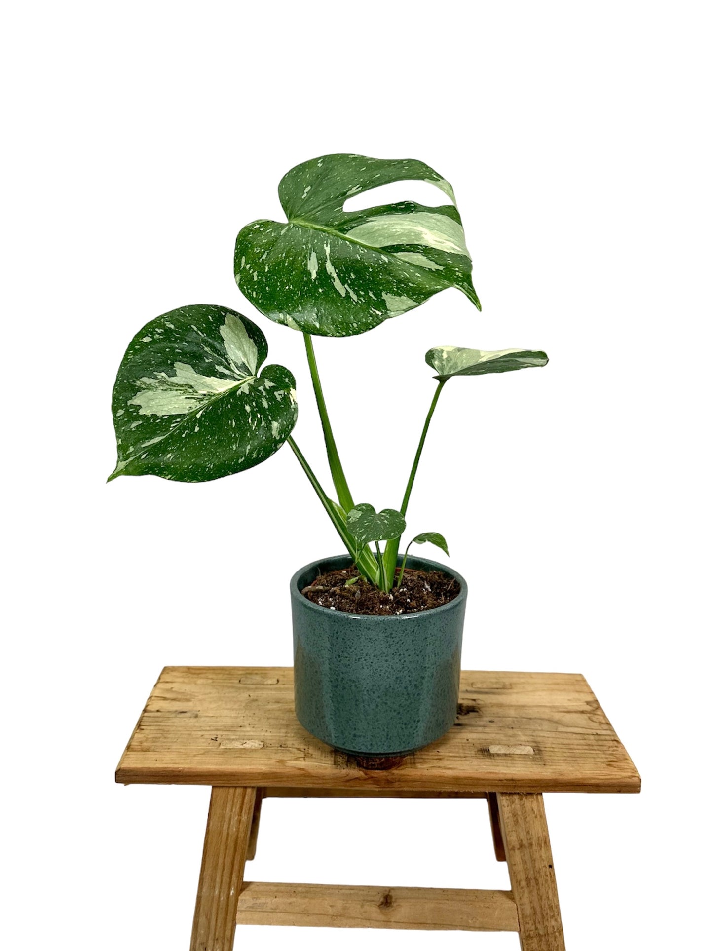 Monstera Thaï Constellation - Taille M 0906
