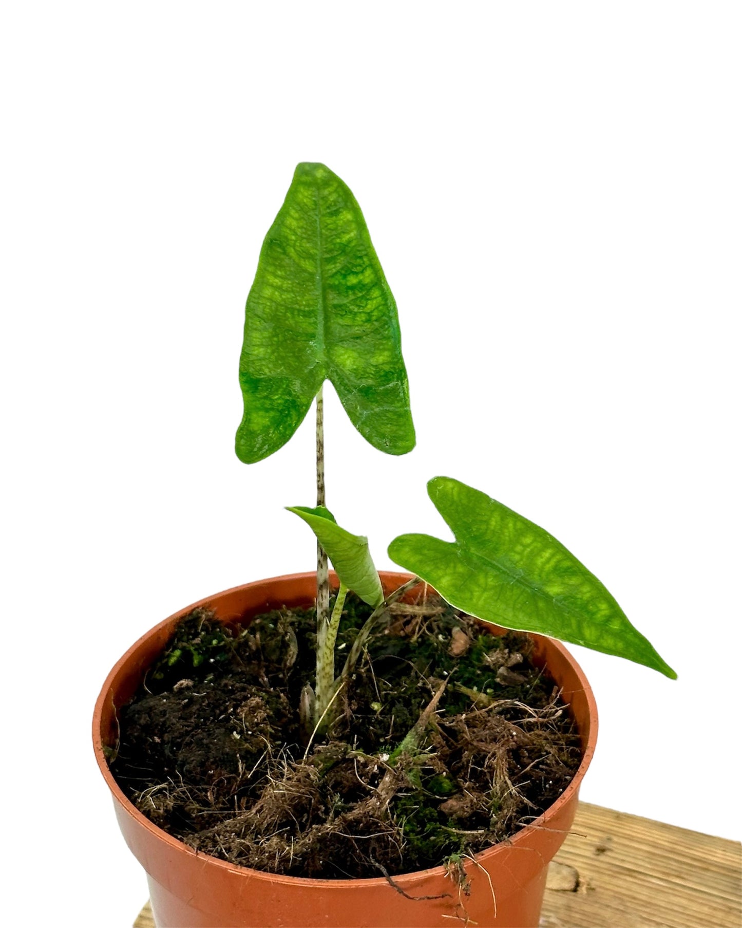 Alocasia Reticulata - Juvénile