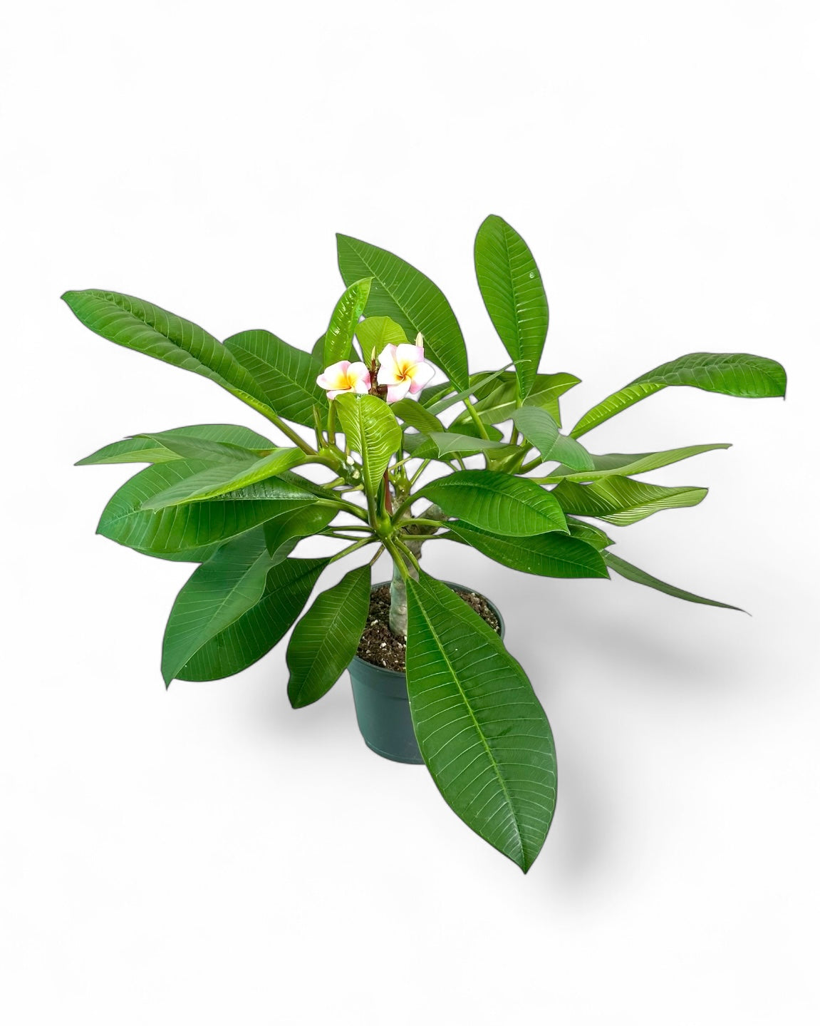 Plumeria - Frangipanier