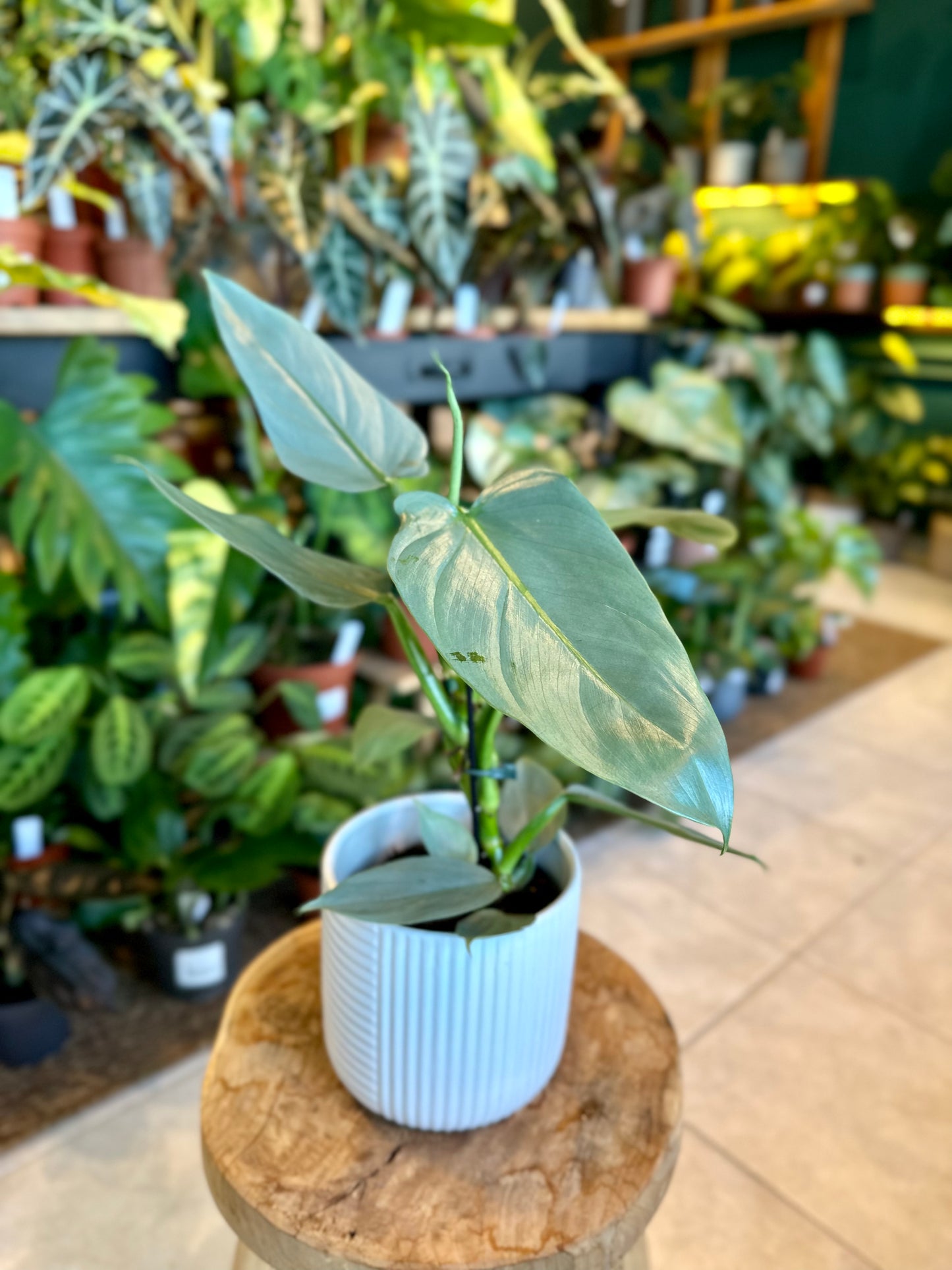 Philodendron Silver Sword