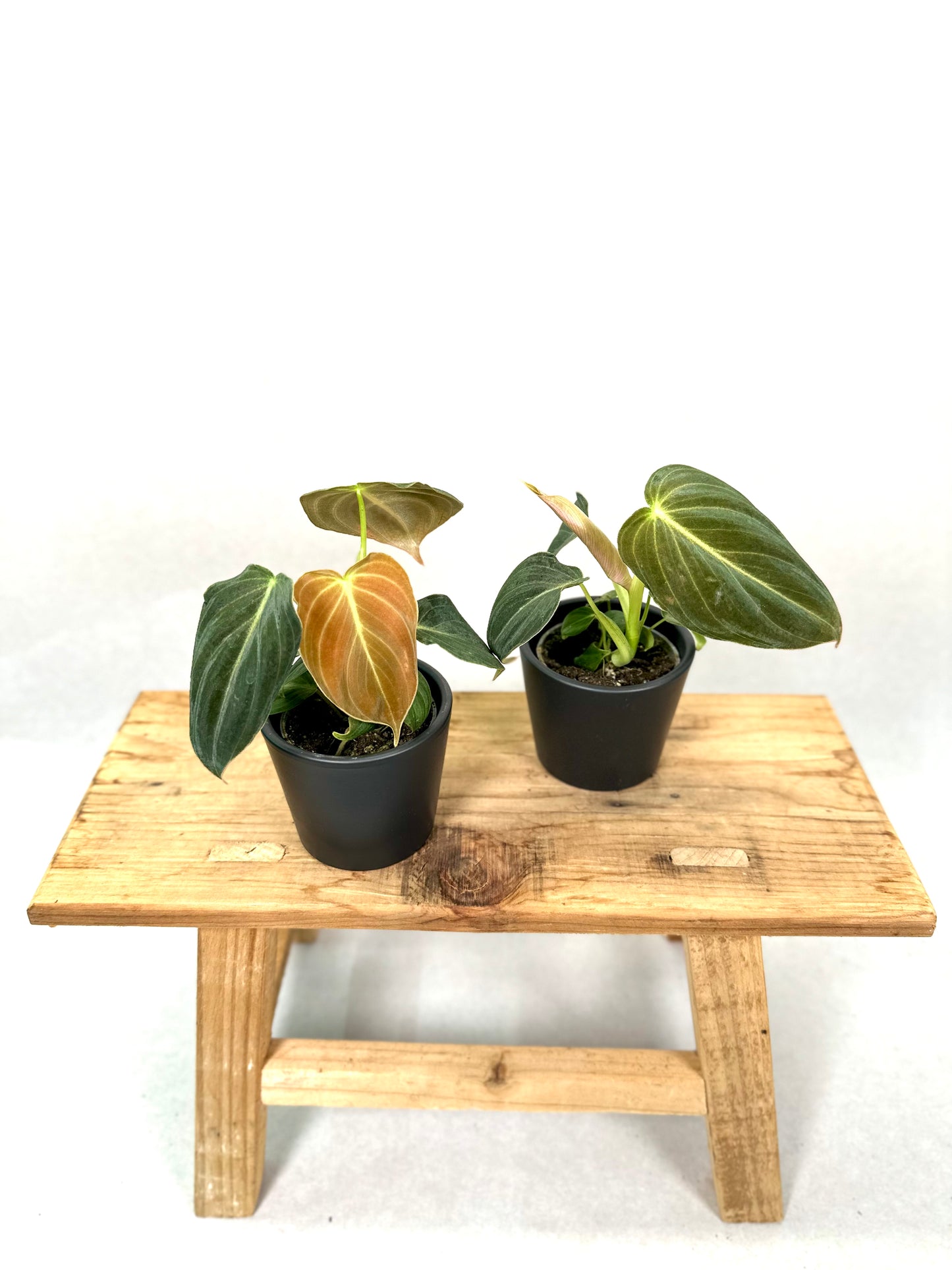Philodendron Melanochrysum - Baby plant