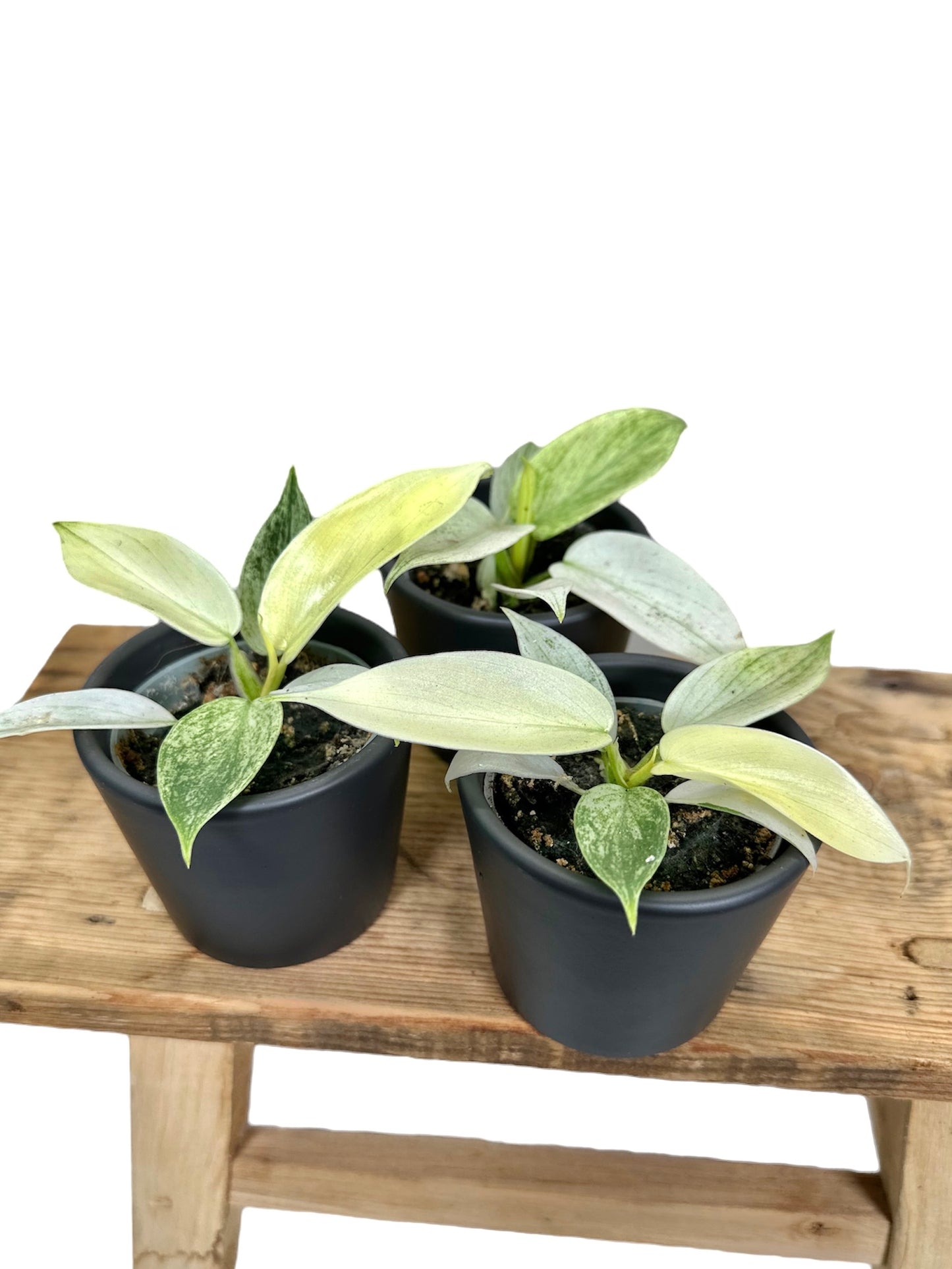 Philodendron Florida Ghost - Baby plant