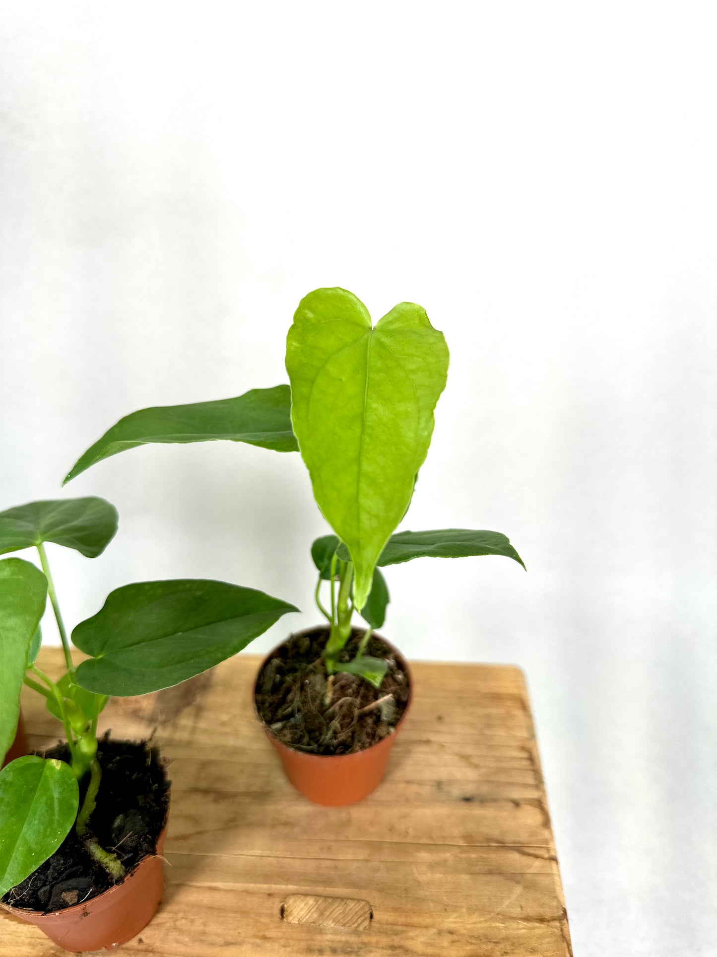 Anthurium Balaoanum - Baby plant