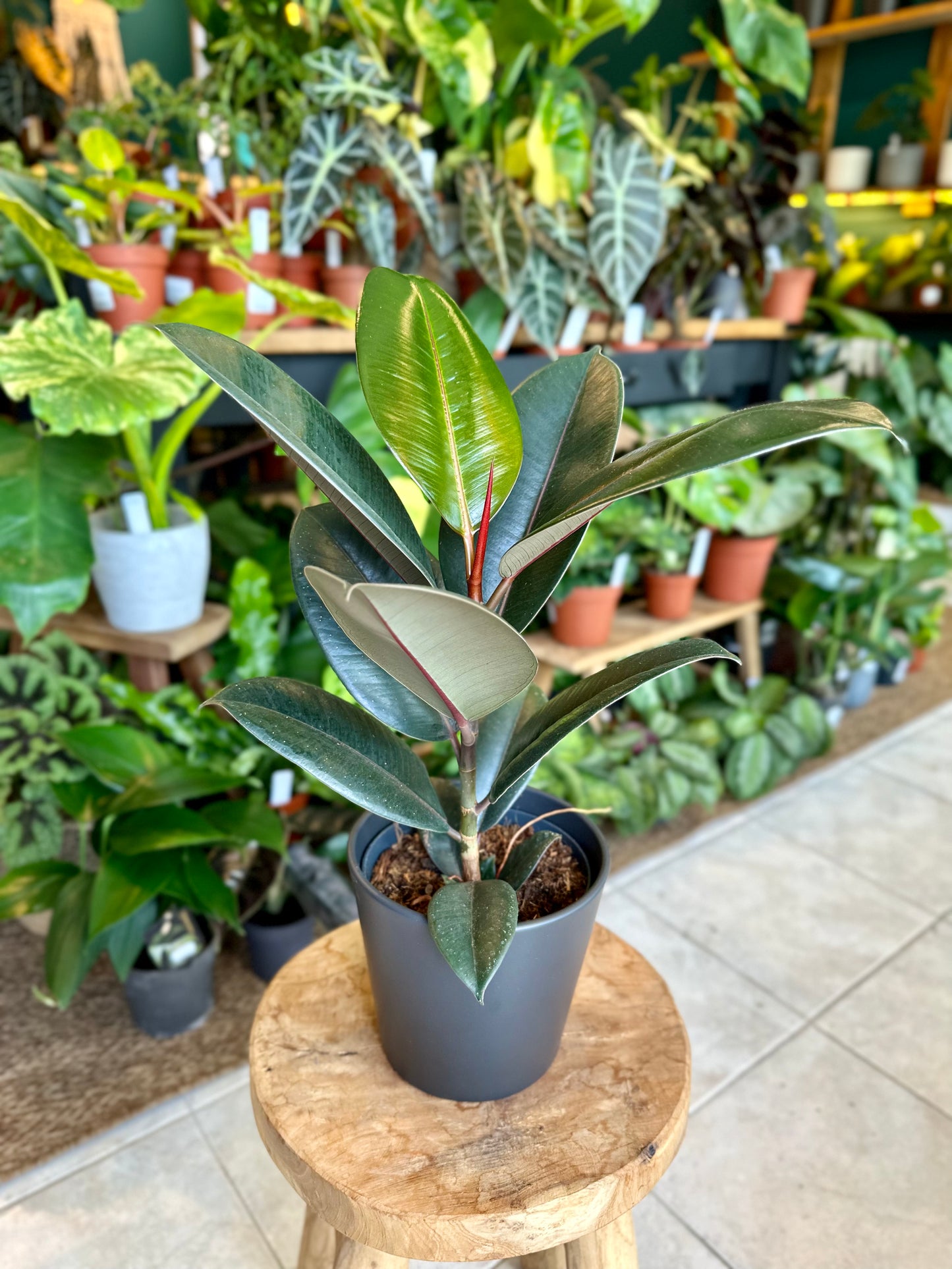 Ficus Elastica
