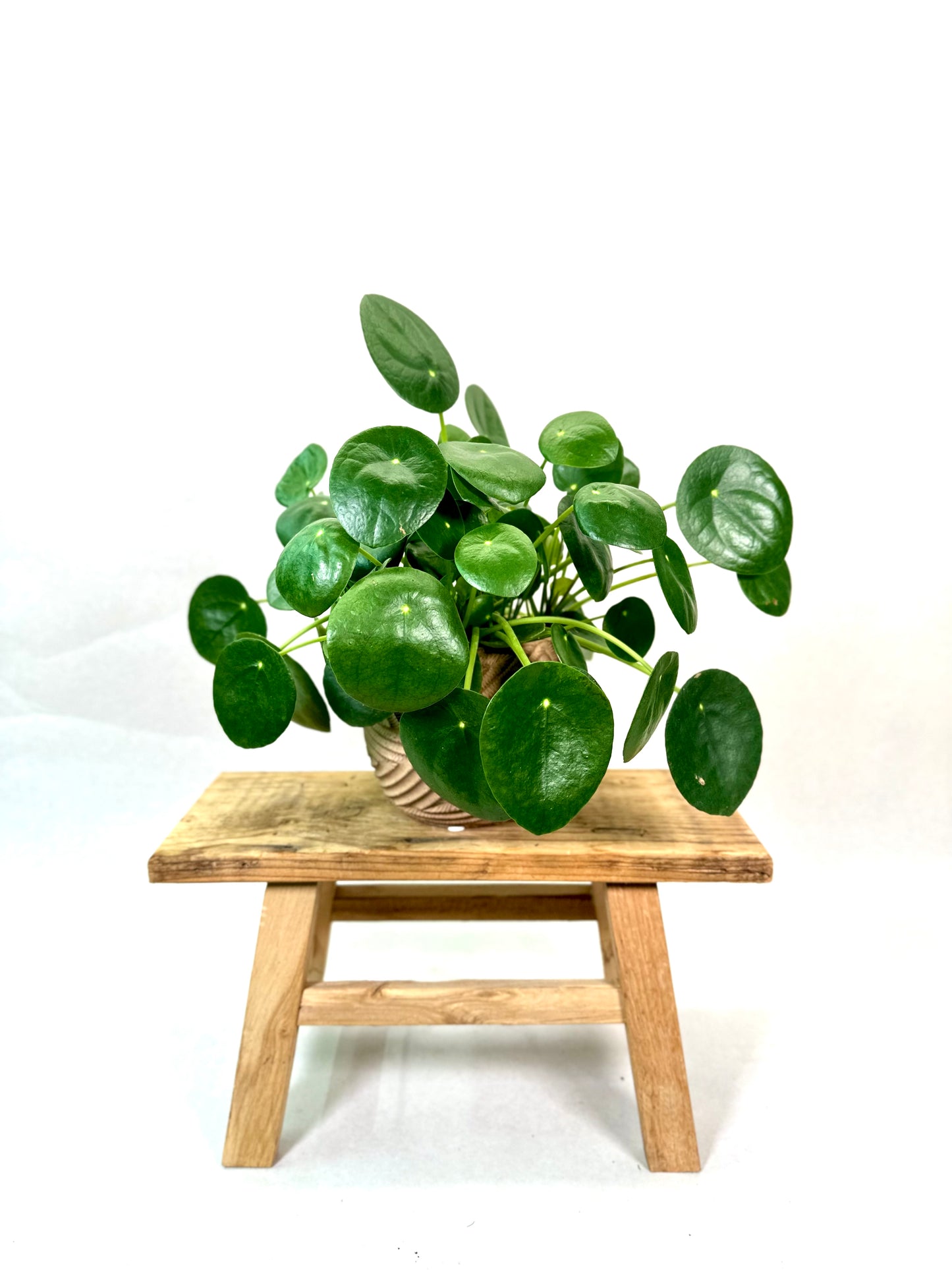 Pilea Peperomioides