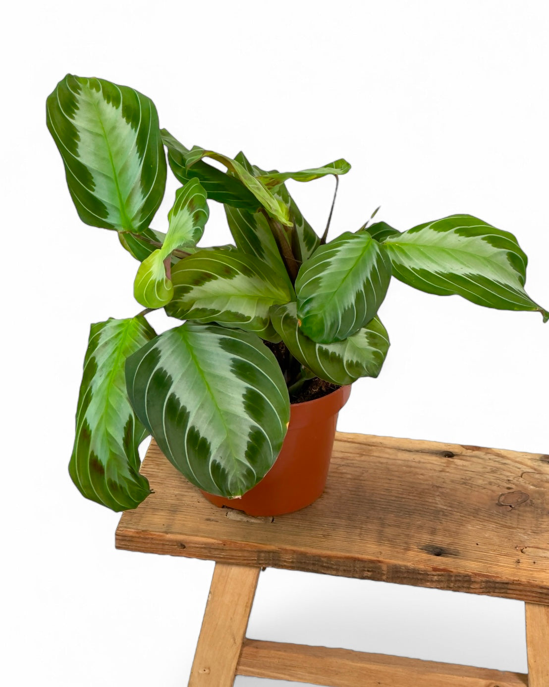 Maranta Silver Band