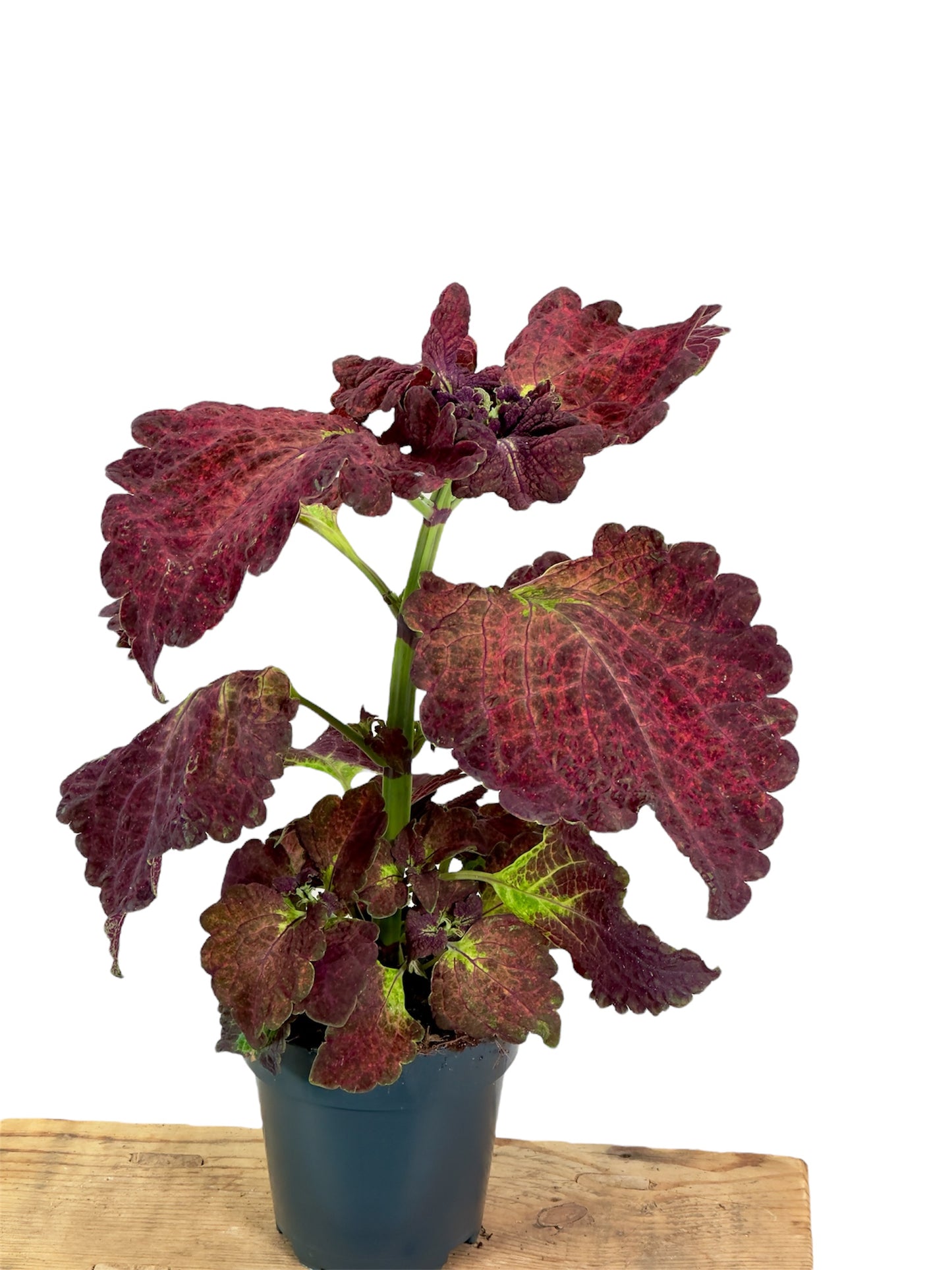 Coleus/Solenostemon Hybrid ''SP''
