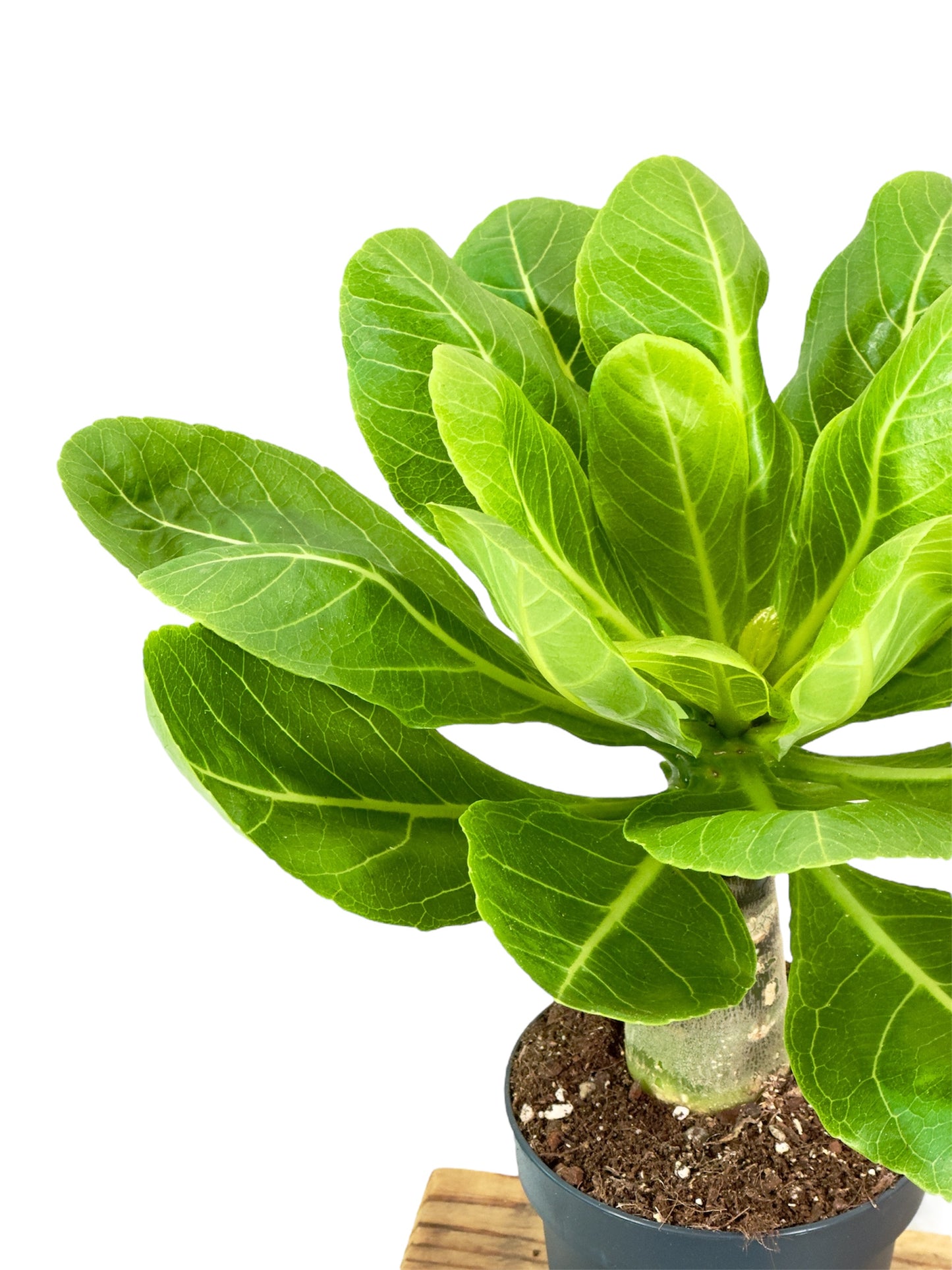 Brighamia insignis - Palmier de Hawaii
