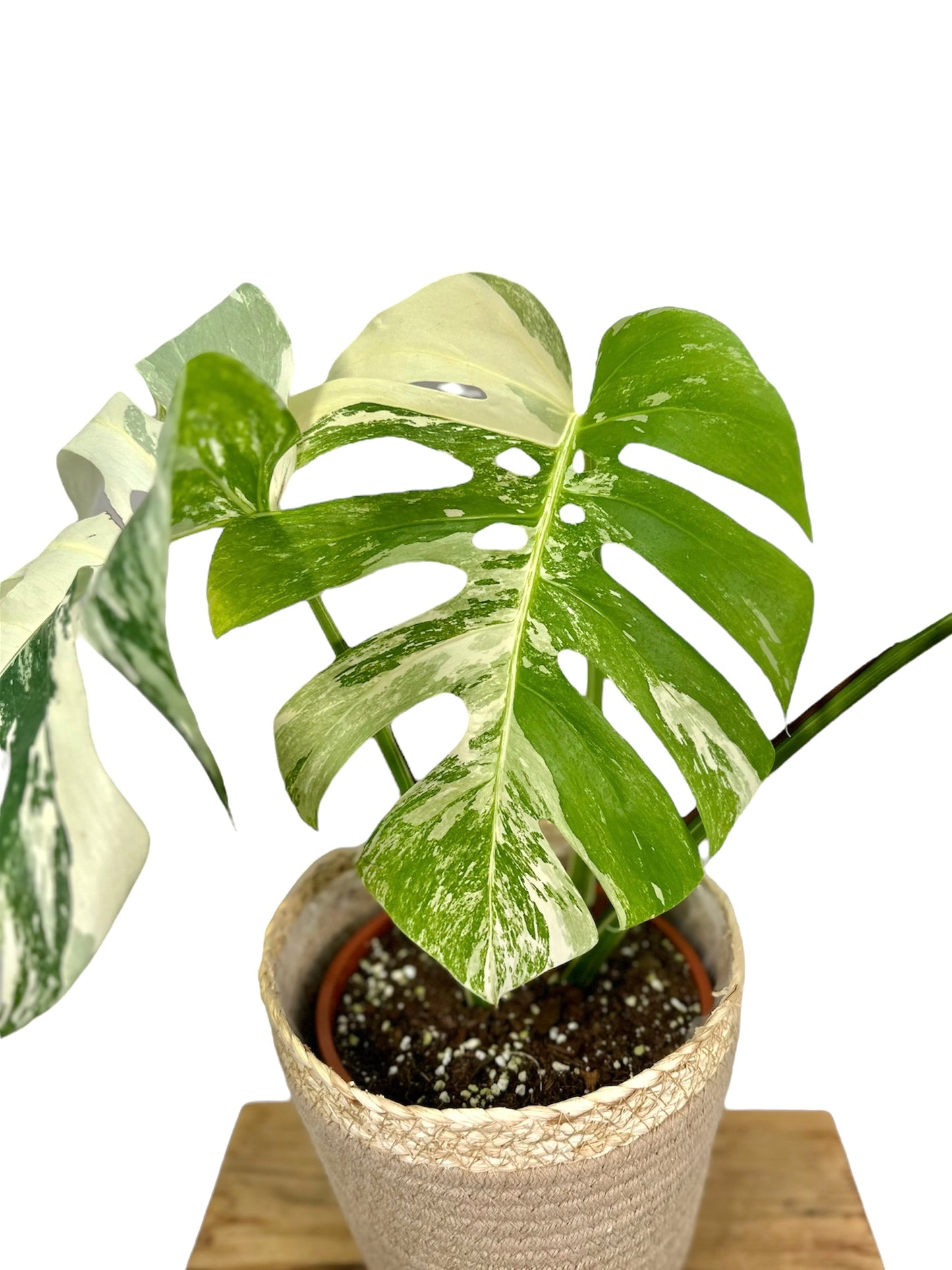 Monstera Deliciosa variegata 1001