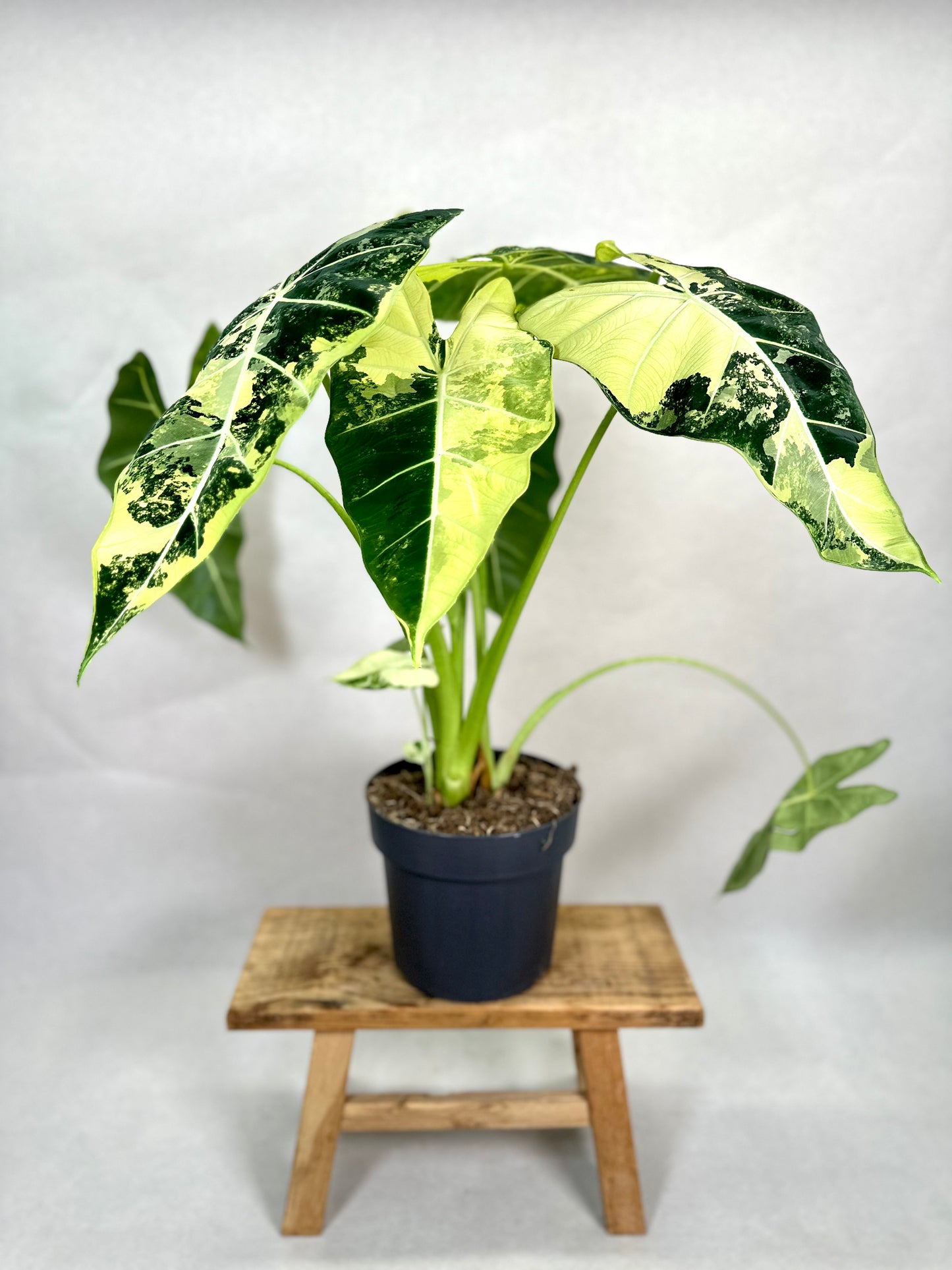 Alocasia Frydek variegata - Taille XL 1009
