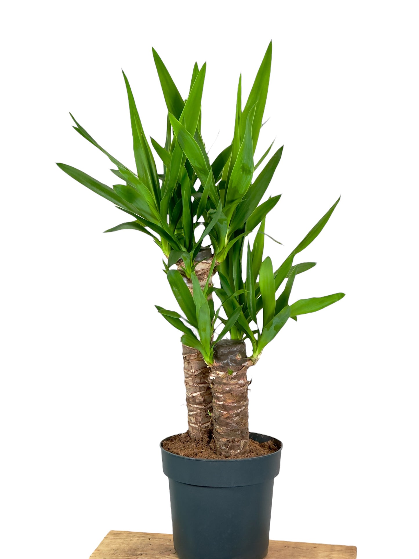Yucca - 70cm