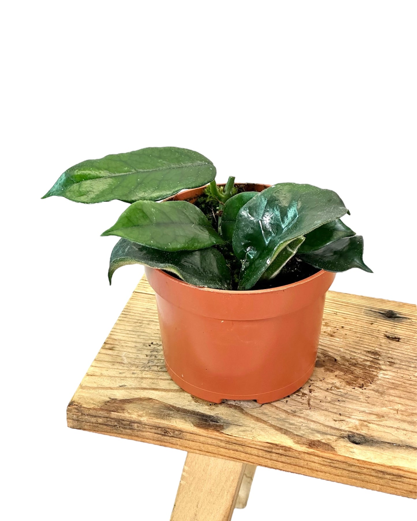 Hoya Villosa