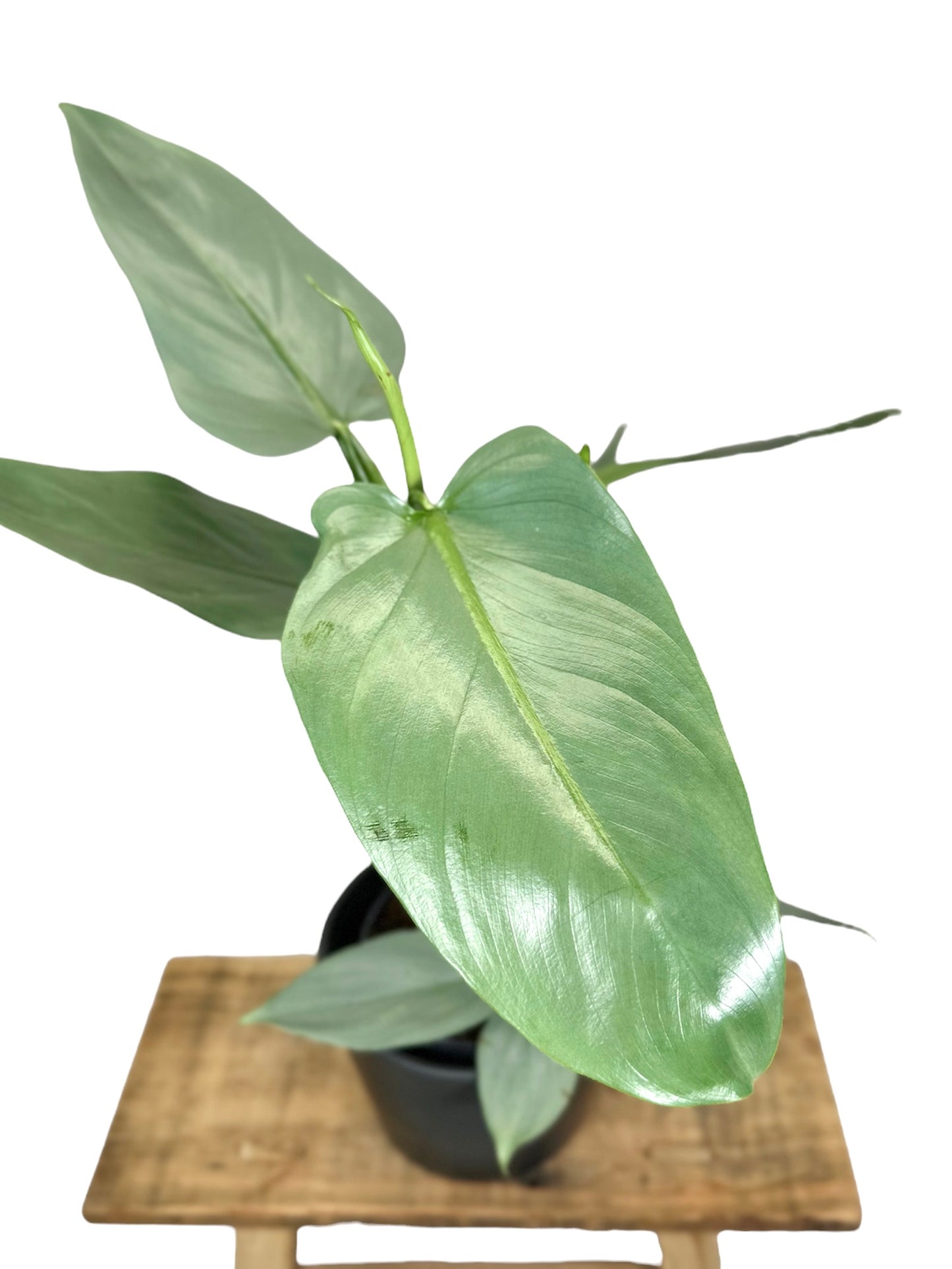 Philodendron Silver Sword