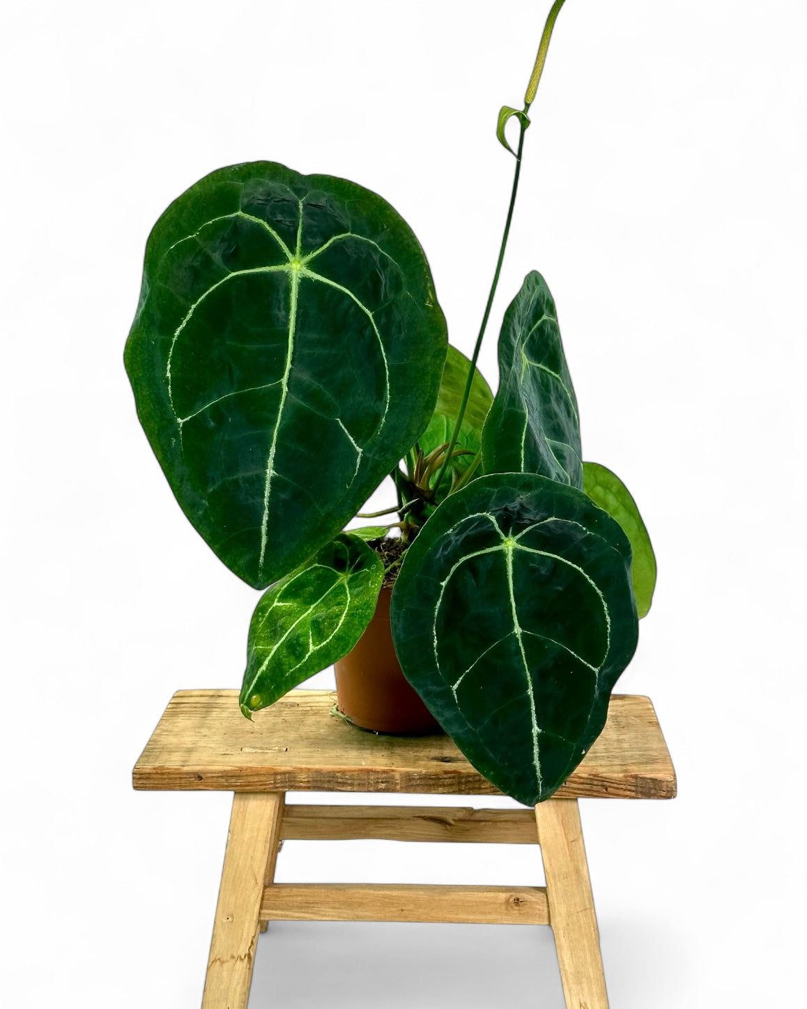 Anthurium Forgetii