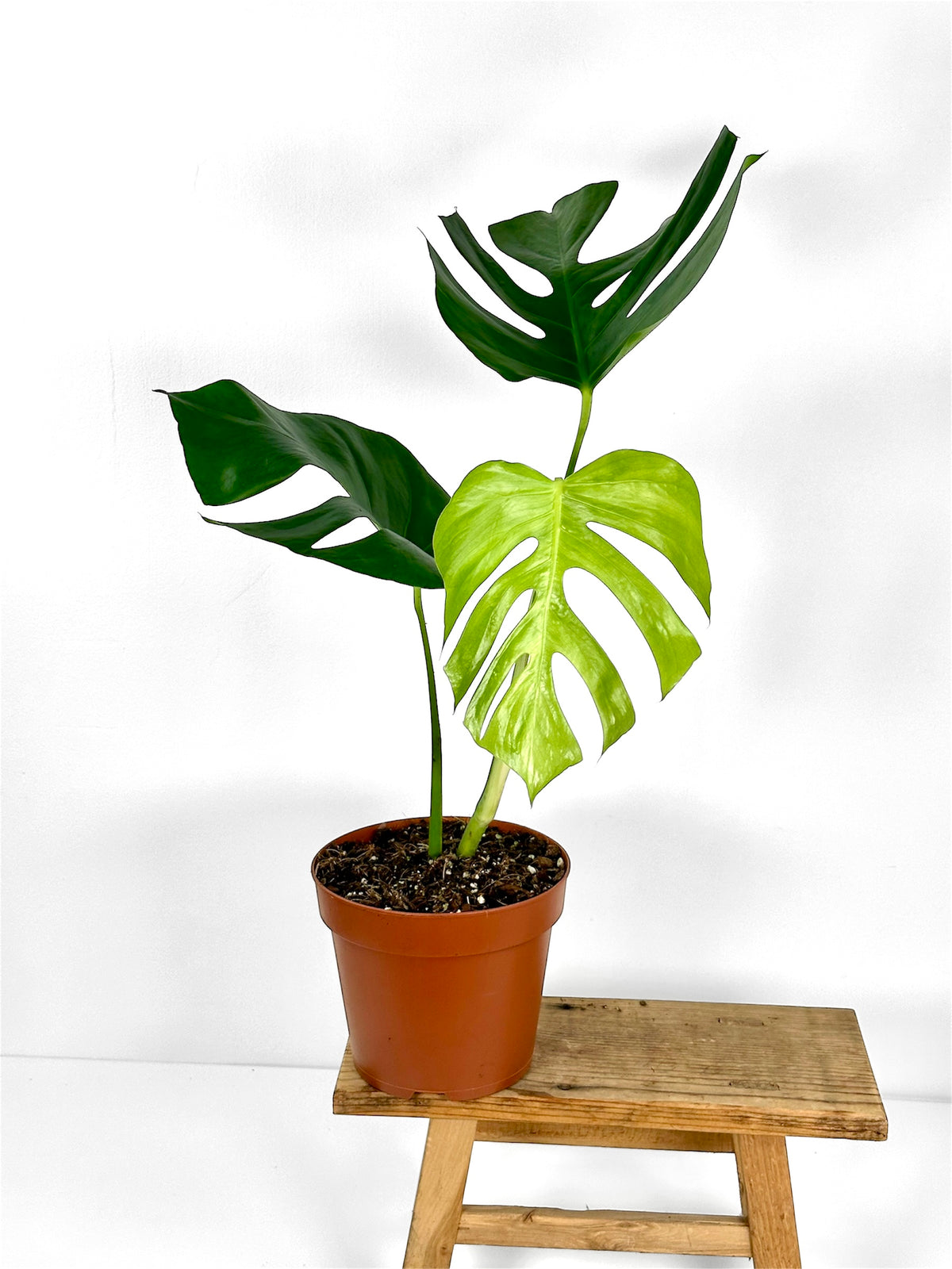 Monstera Sierrana