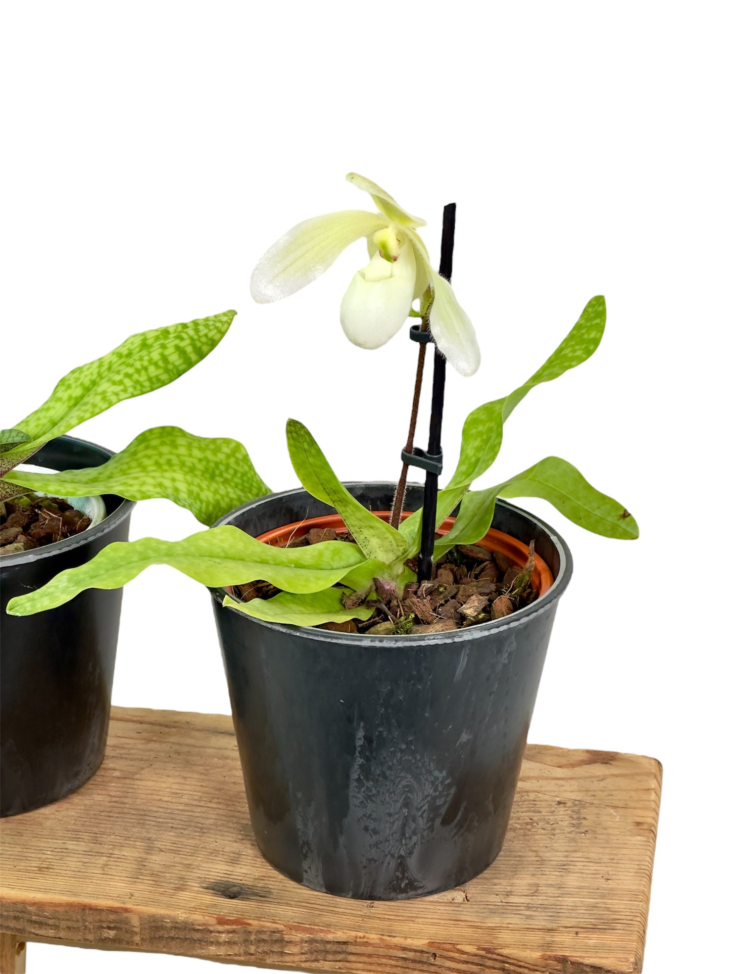 Paphiopedilum Niveum ''SP''