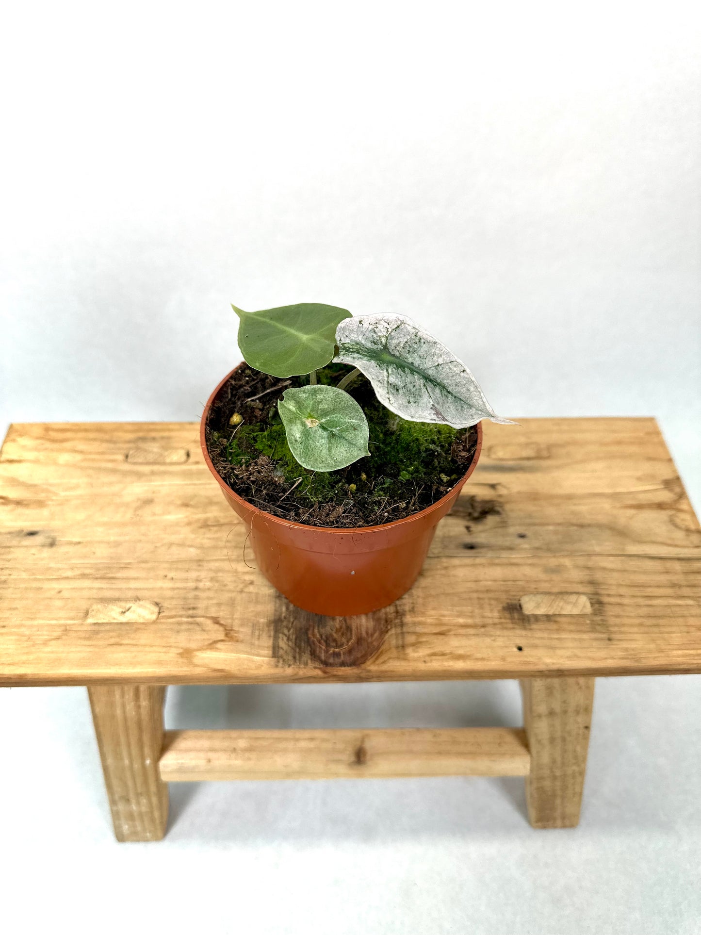 Alocasia Polly variegata 0902
