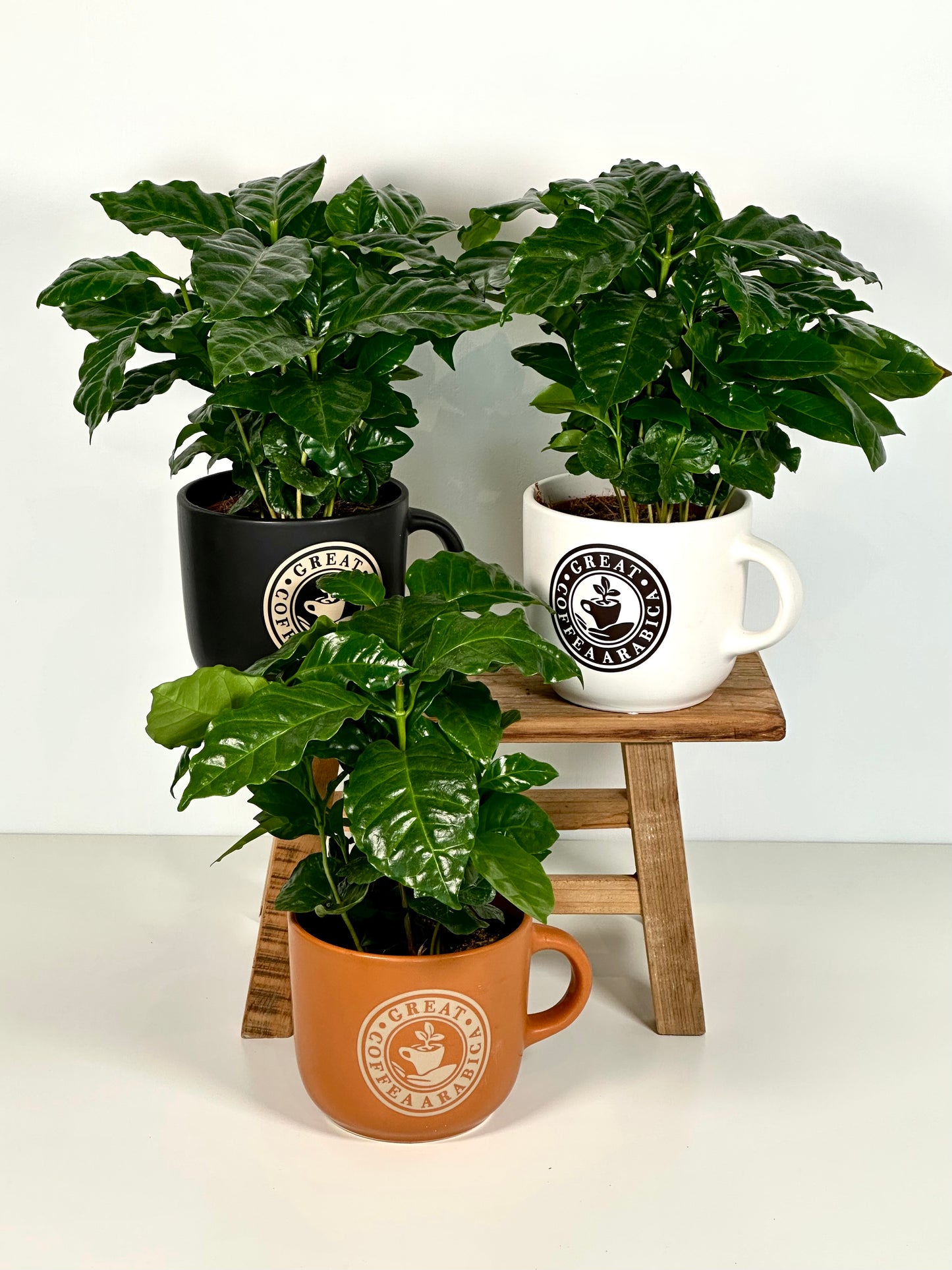 Coffea Arabica - Caféier avec pot tasse à café