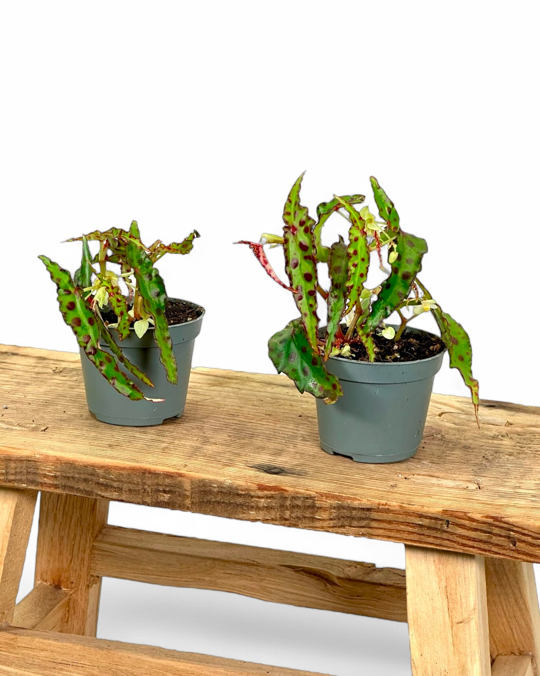 Bégonia Amphioxus - Baby plant