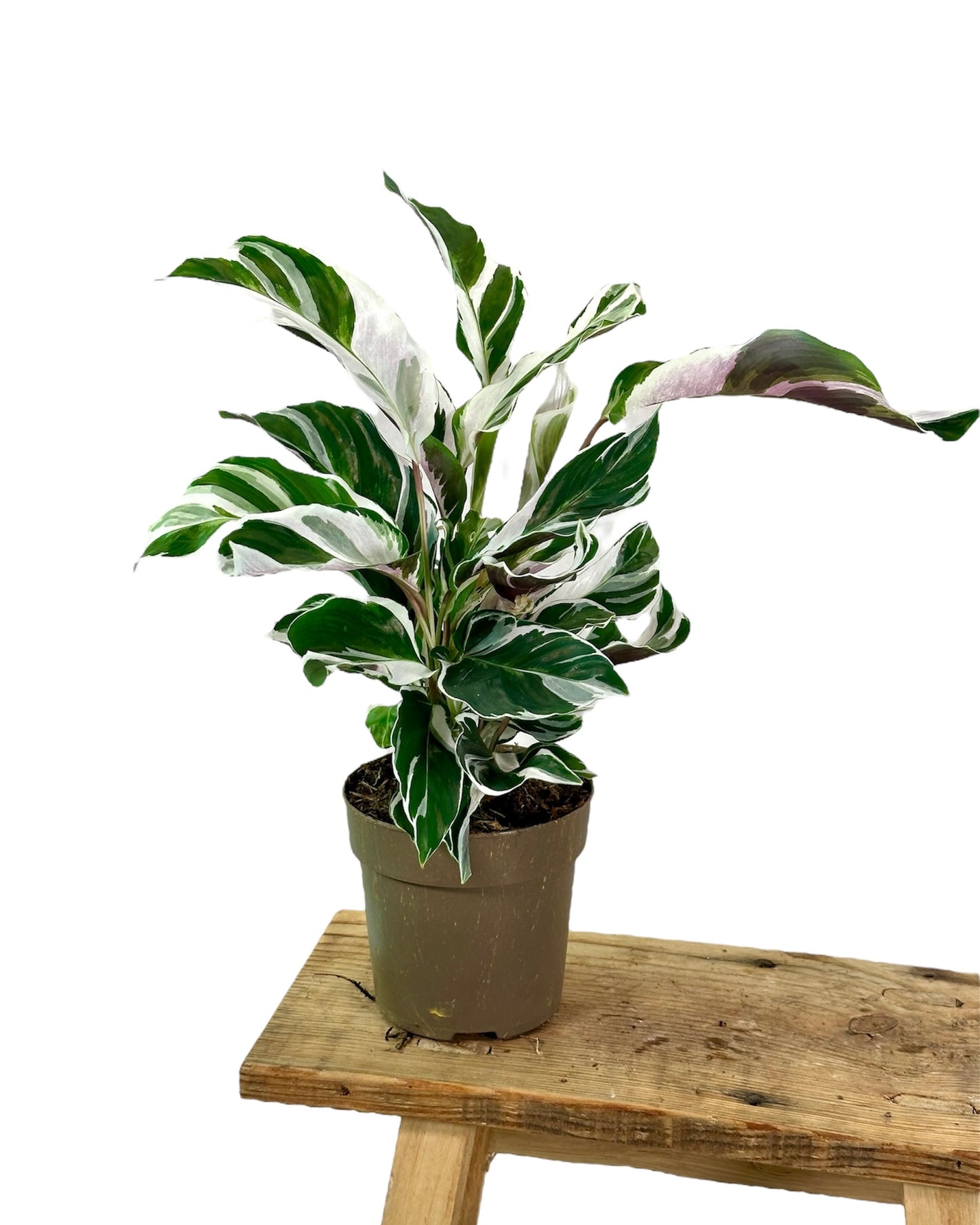 Calathea White Fusion