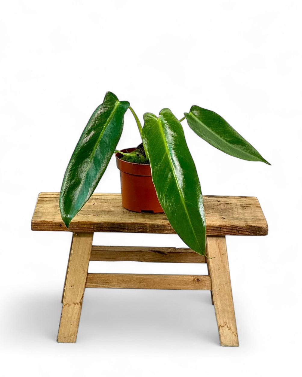 Philodendron Spiritus Sancti
