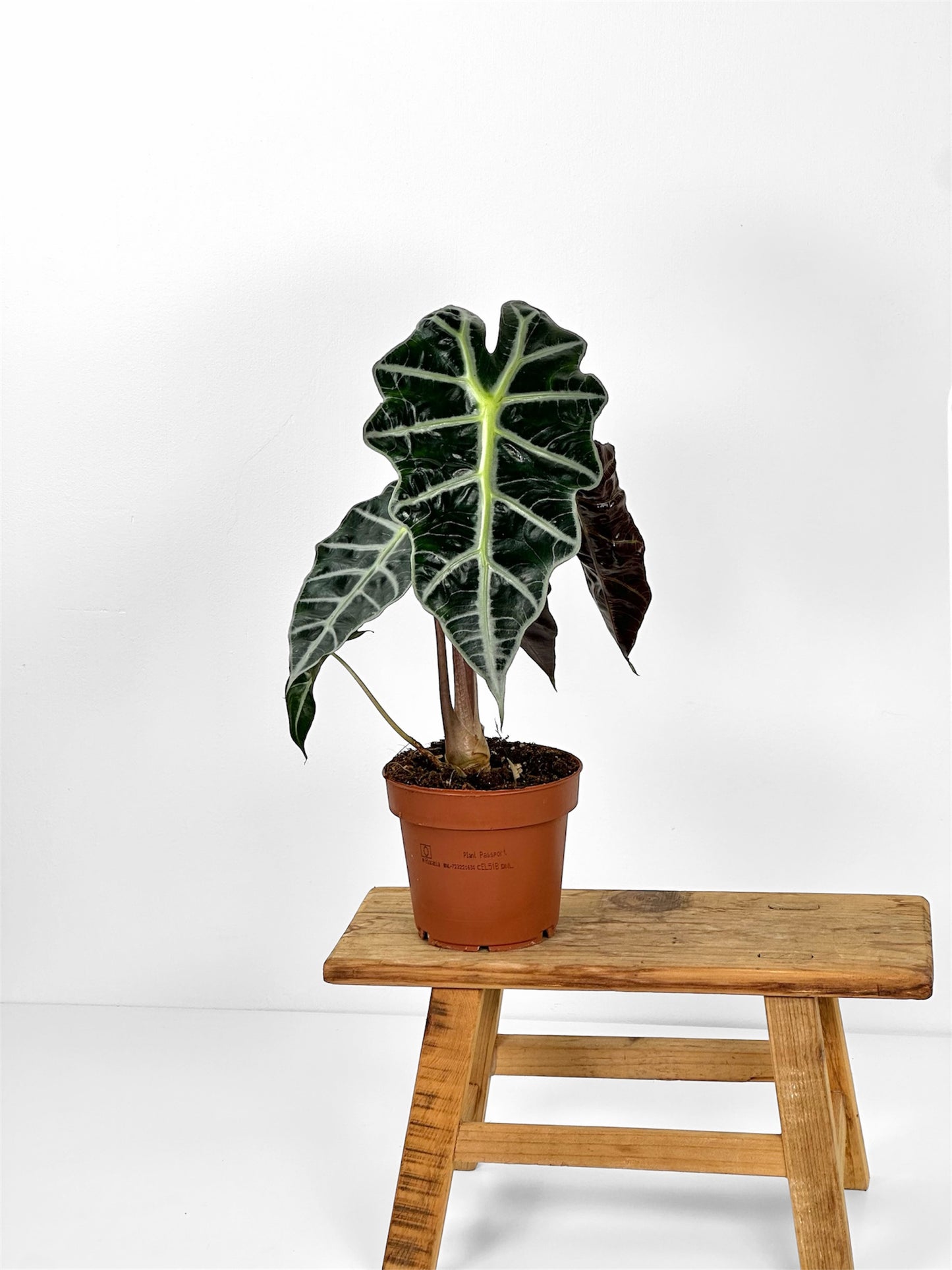 Alocasia Polly