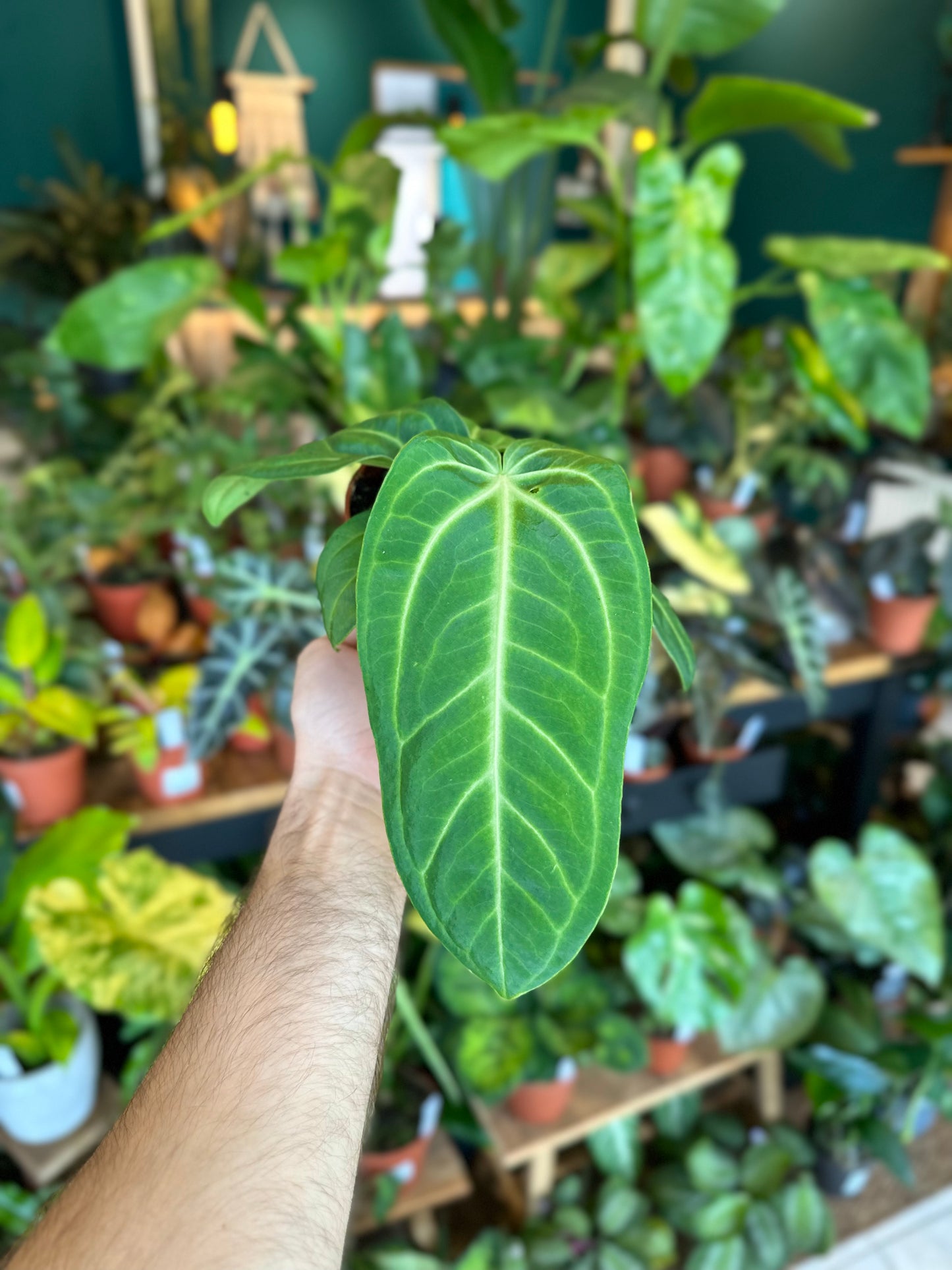 Anthurium Villeanaorum