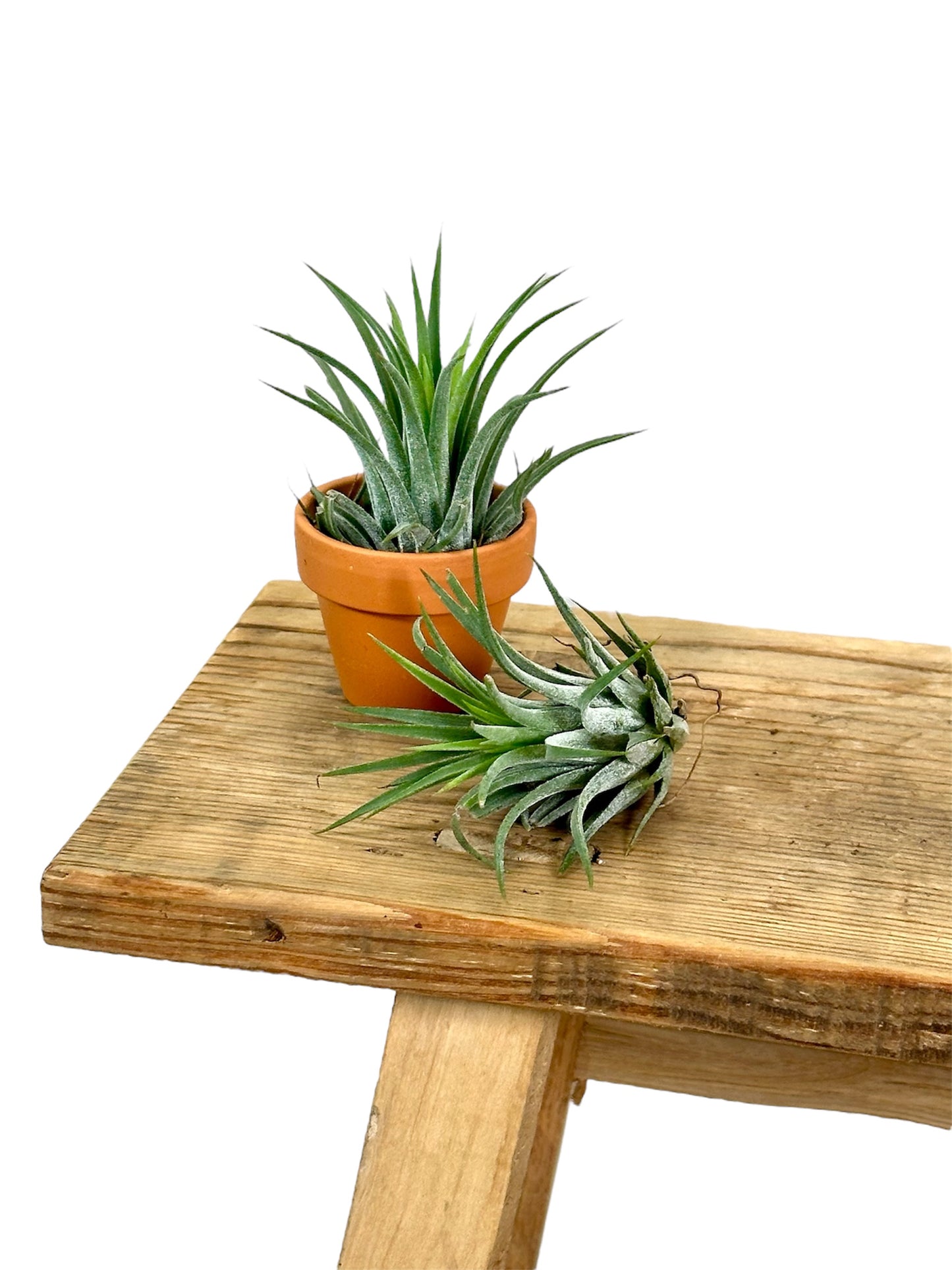 Tillandsia avec pot décoratif