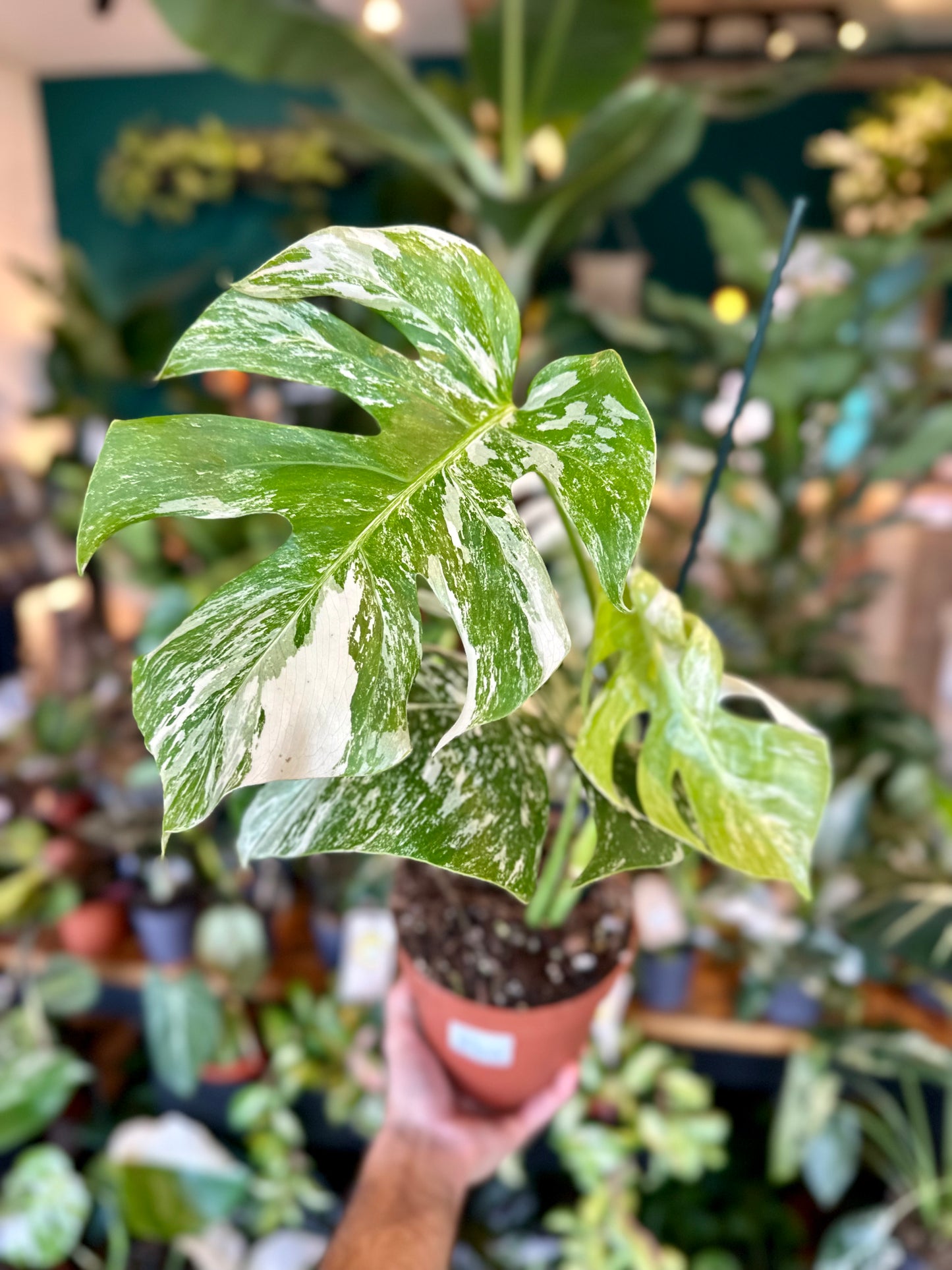 Monstera Borsigiana variegata 1005