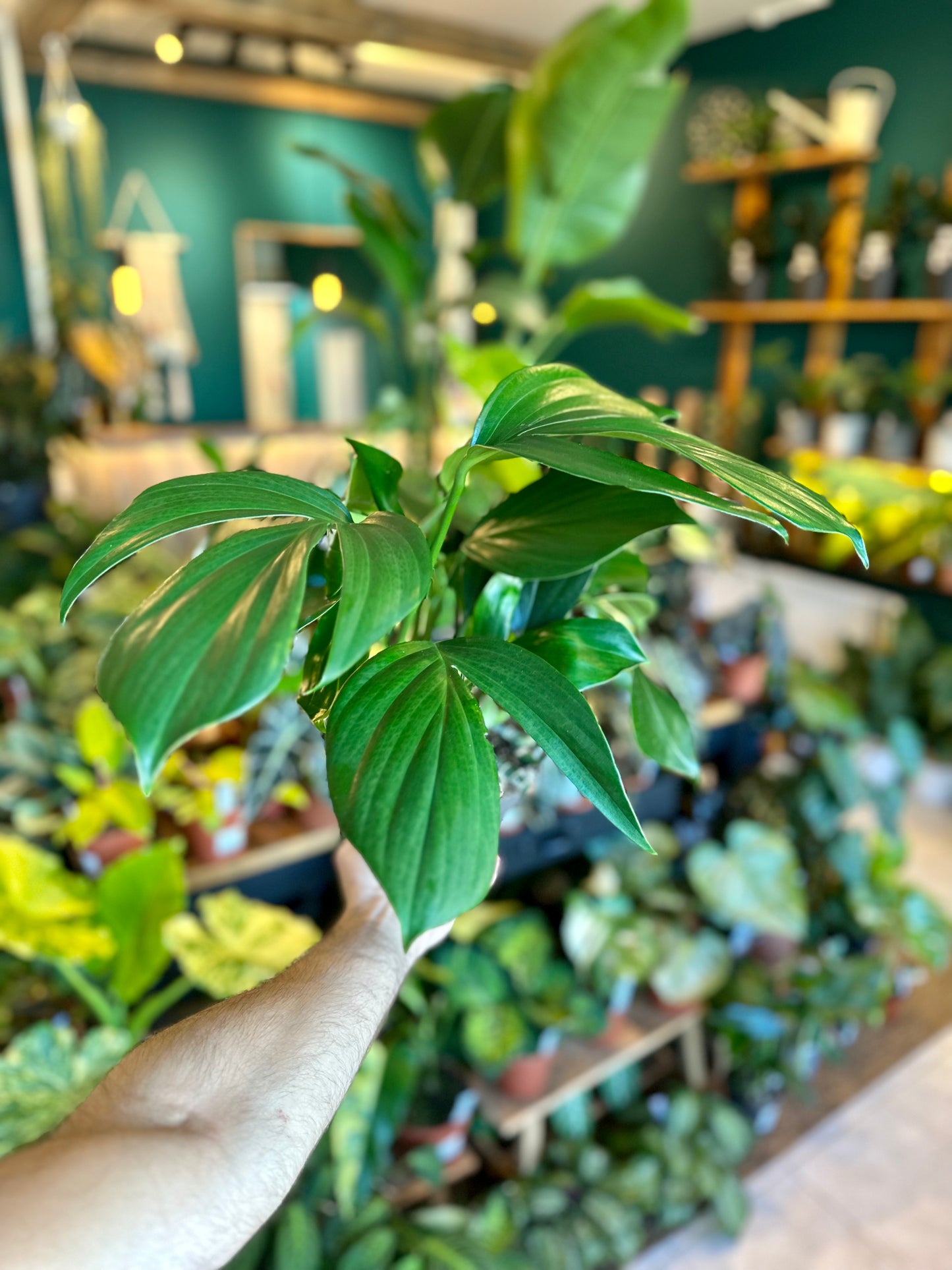 Philodendron Dragon Tail- Rhaphidophora Decursiva