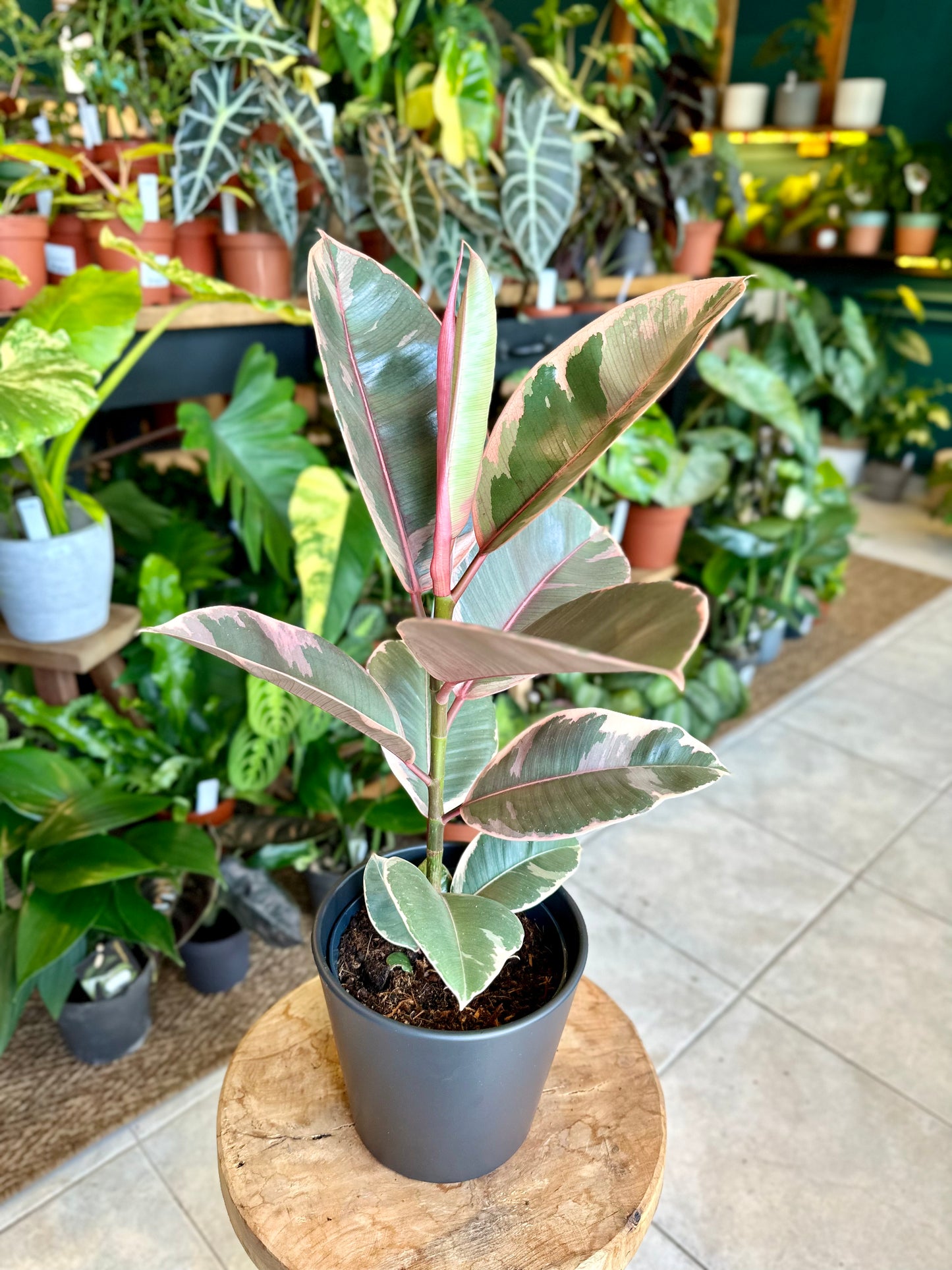 Ficus Elastica Ruby