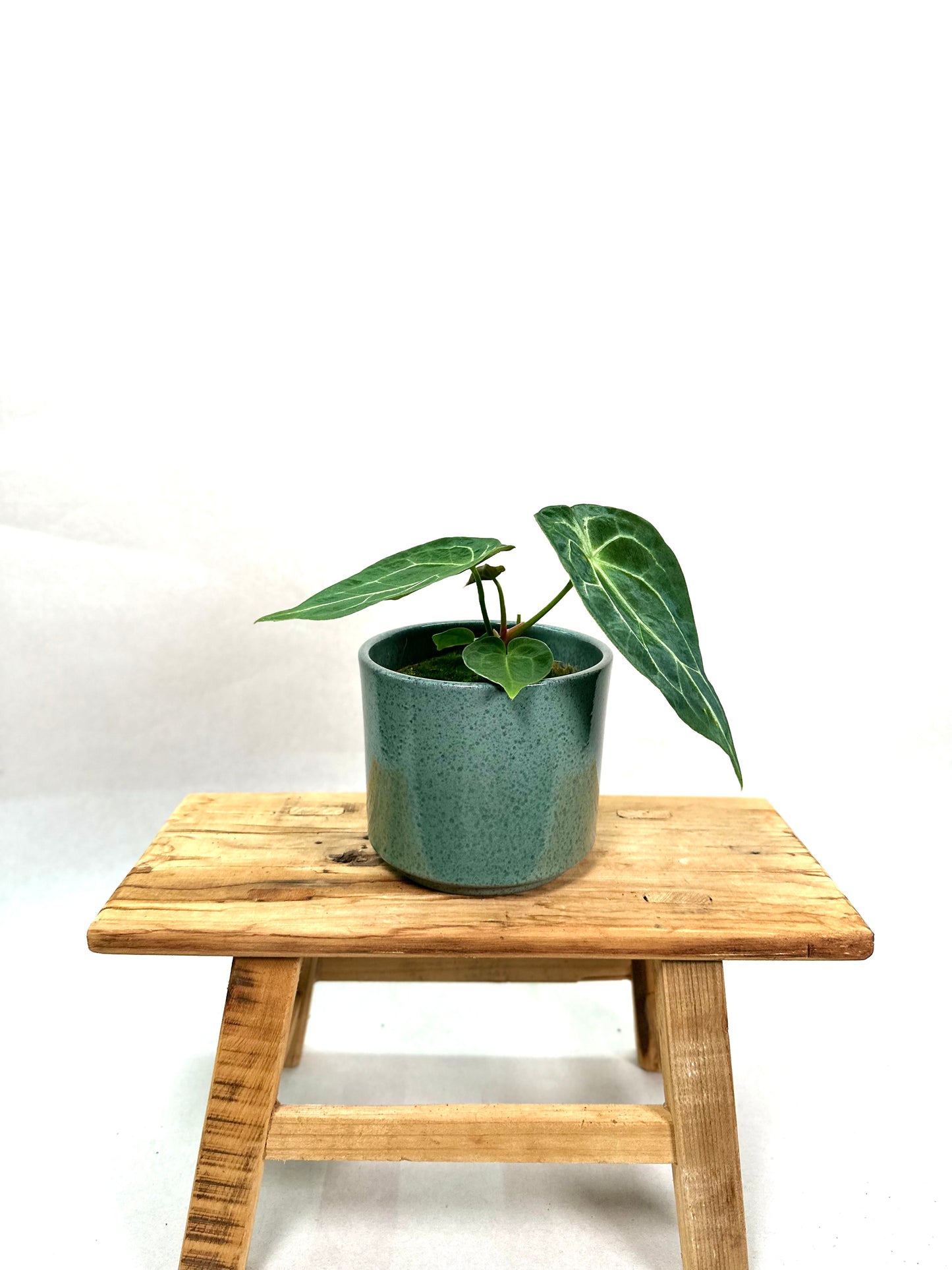 Anthurium Forgetii Silver