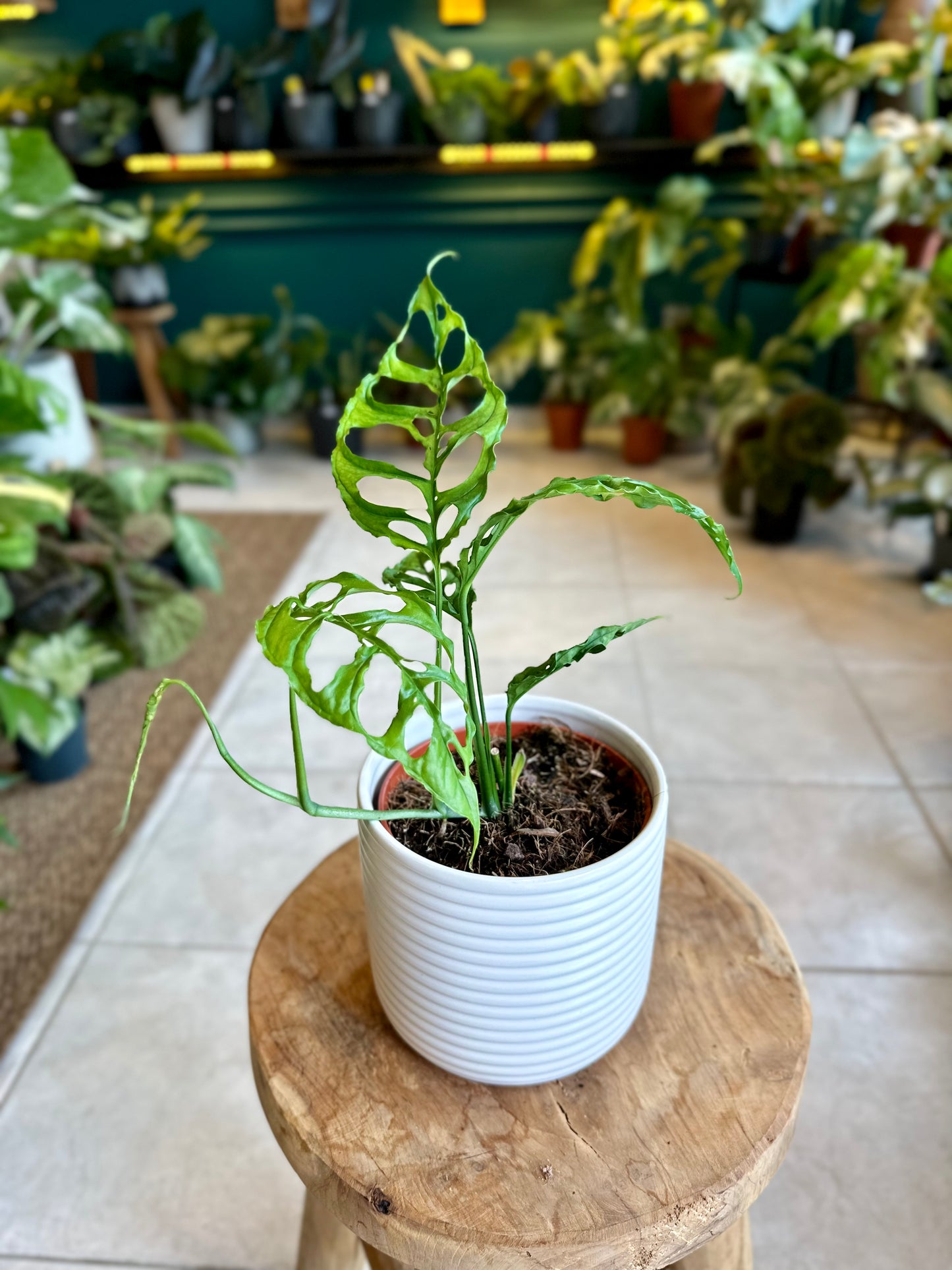 Monstera Obliqua Peru
