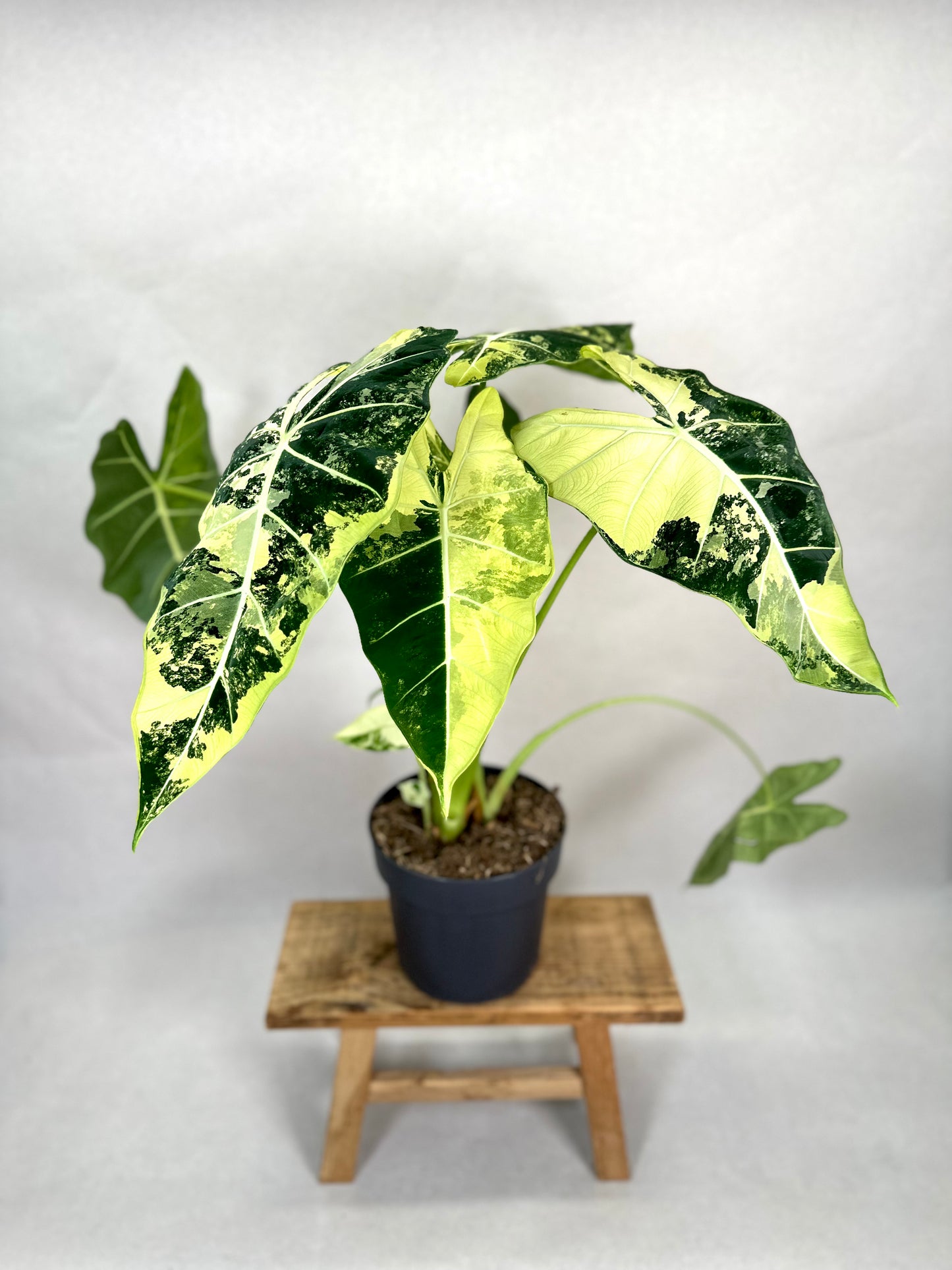 Alocasia Frydek variegata - Taille XL 1009