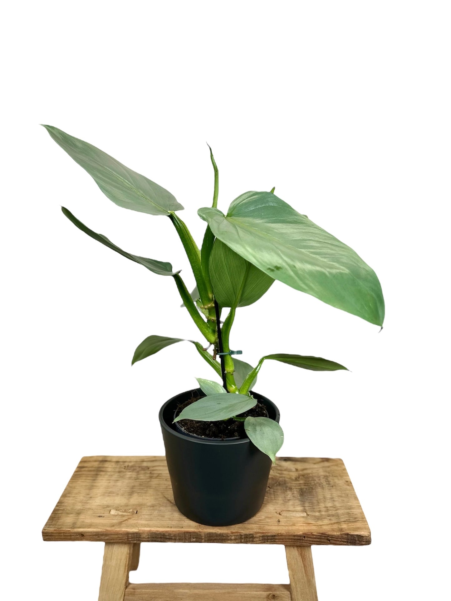 Philodendron Silver Sword