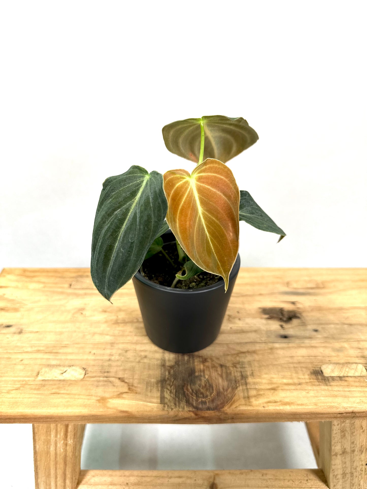 Philodendron Melanochrysum - Baby plant